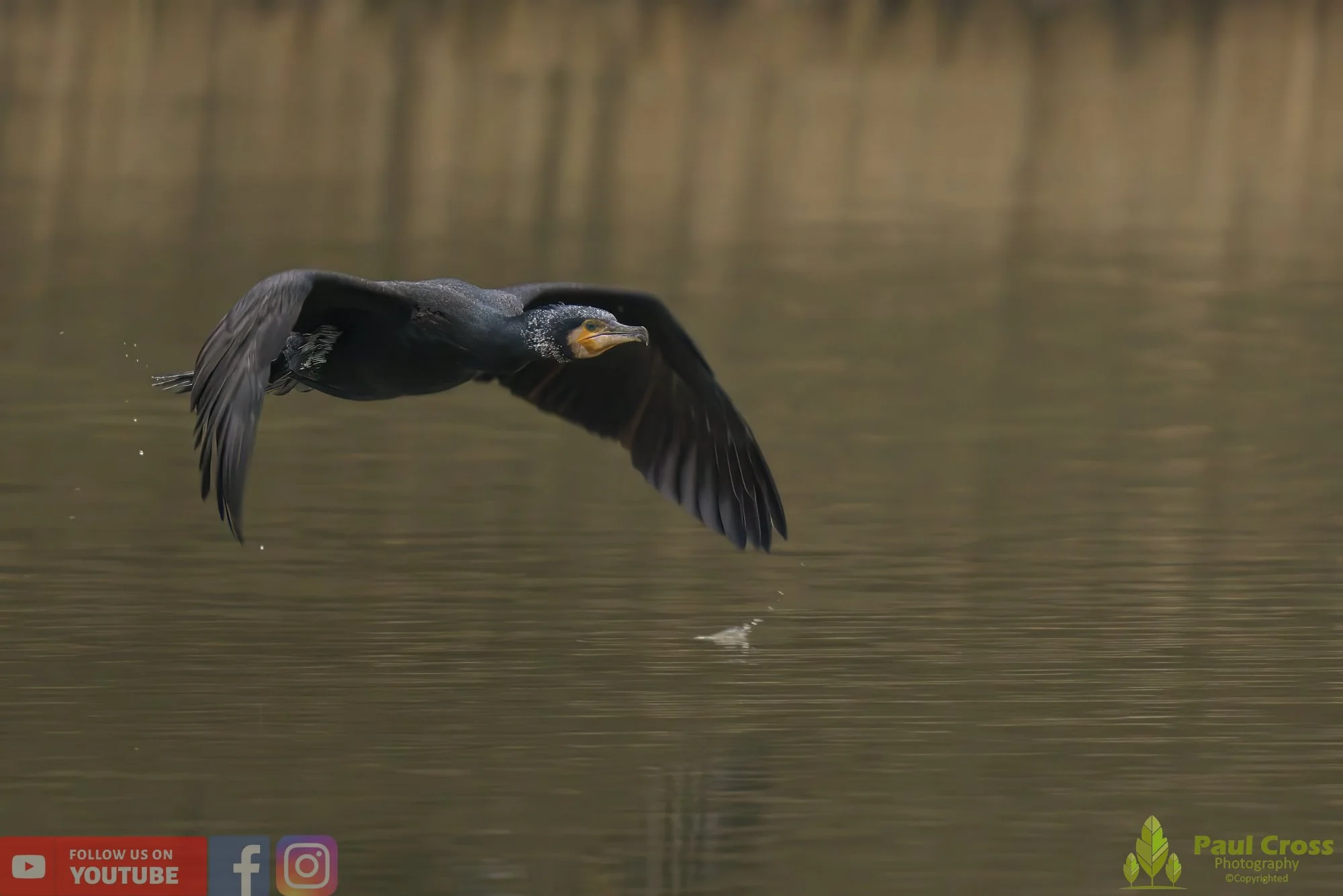Cormorant-00217.jpg