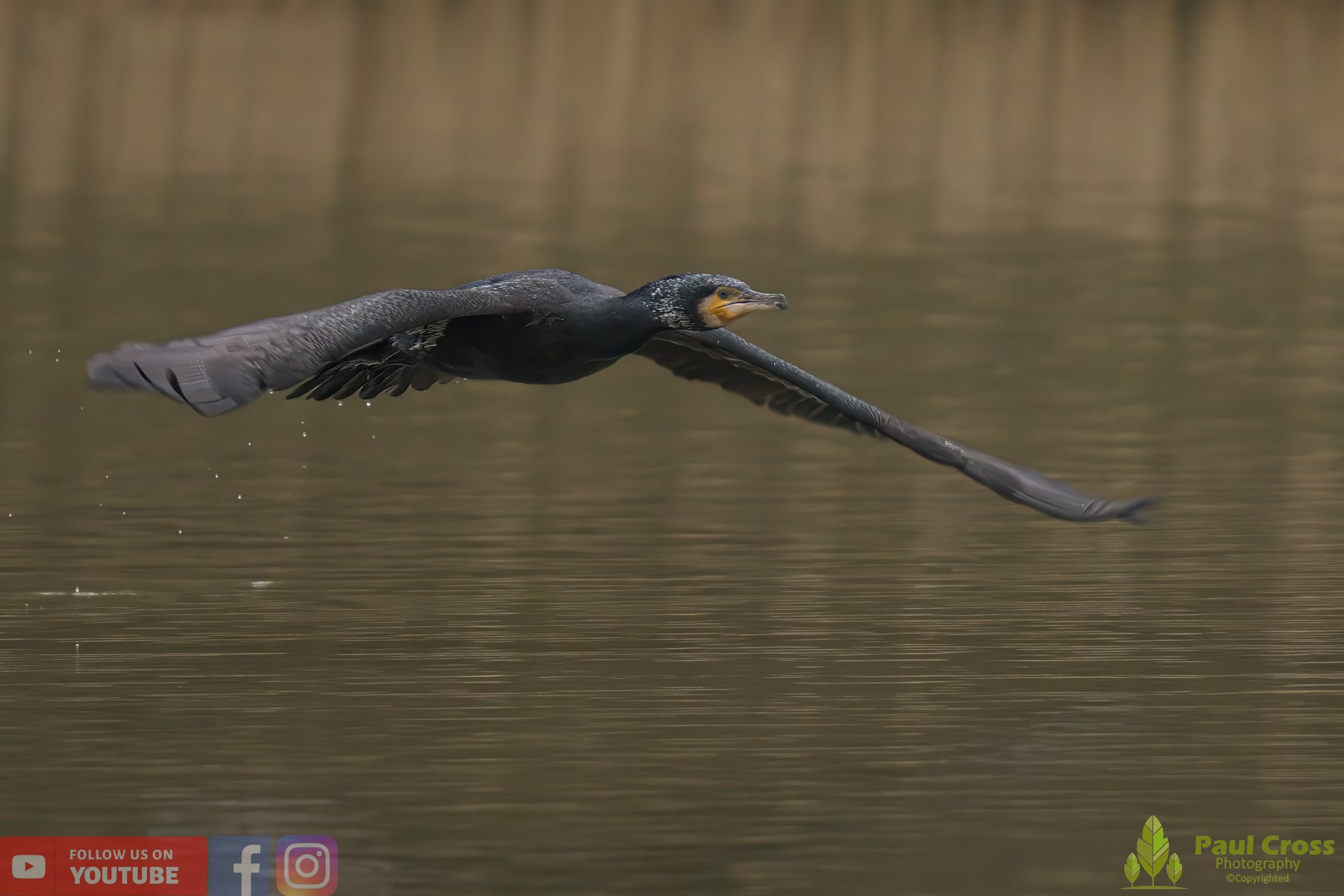 Cormorant-00218.jpg