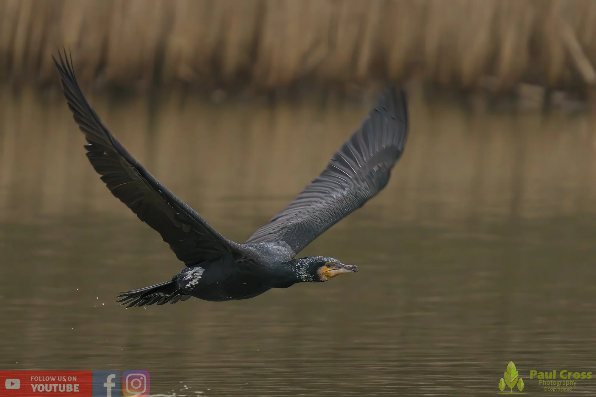 Cormorant-00219.jpg