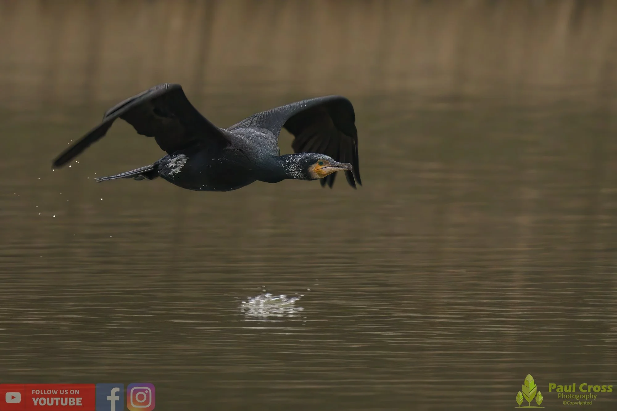Cormorant-00220.jpg