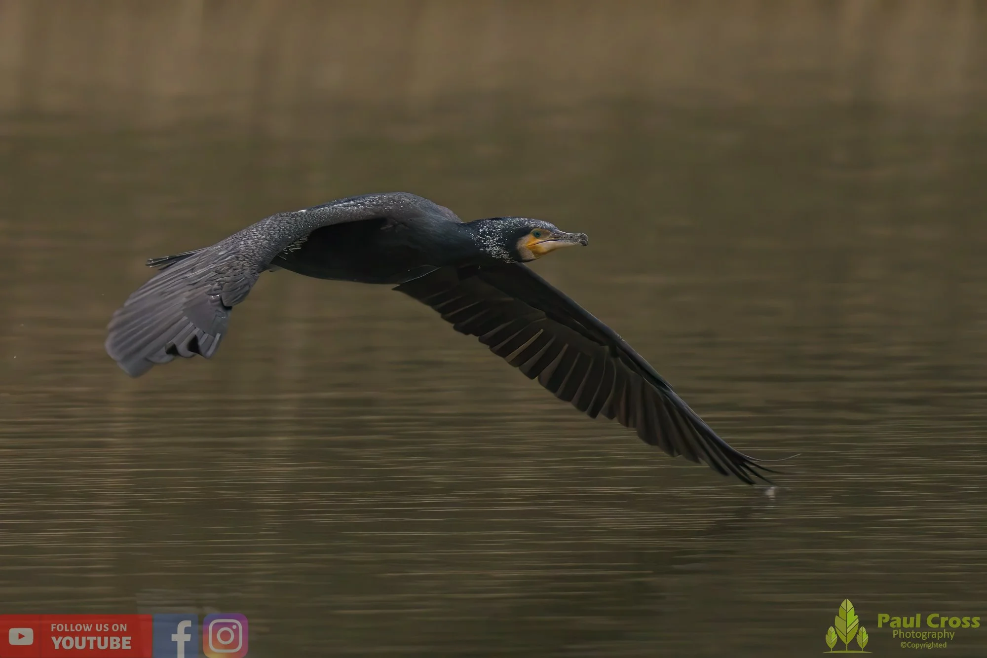 Cormorant-00221.jpg