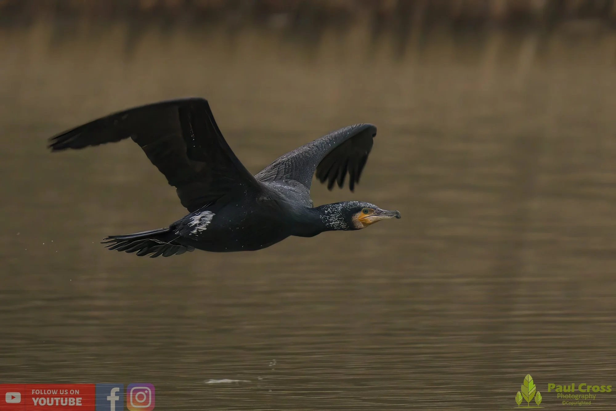 Cormorant-00222.jpg