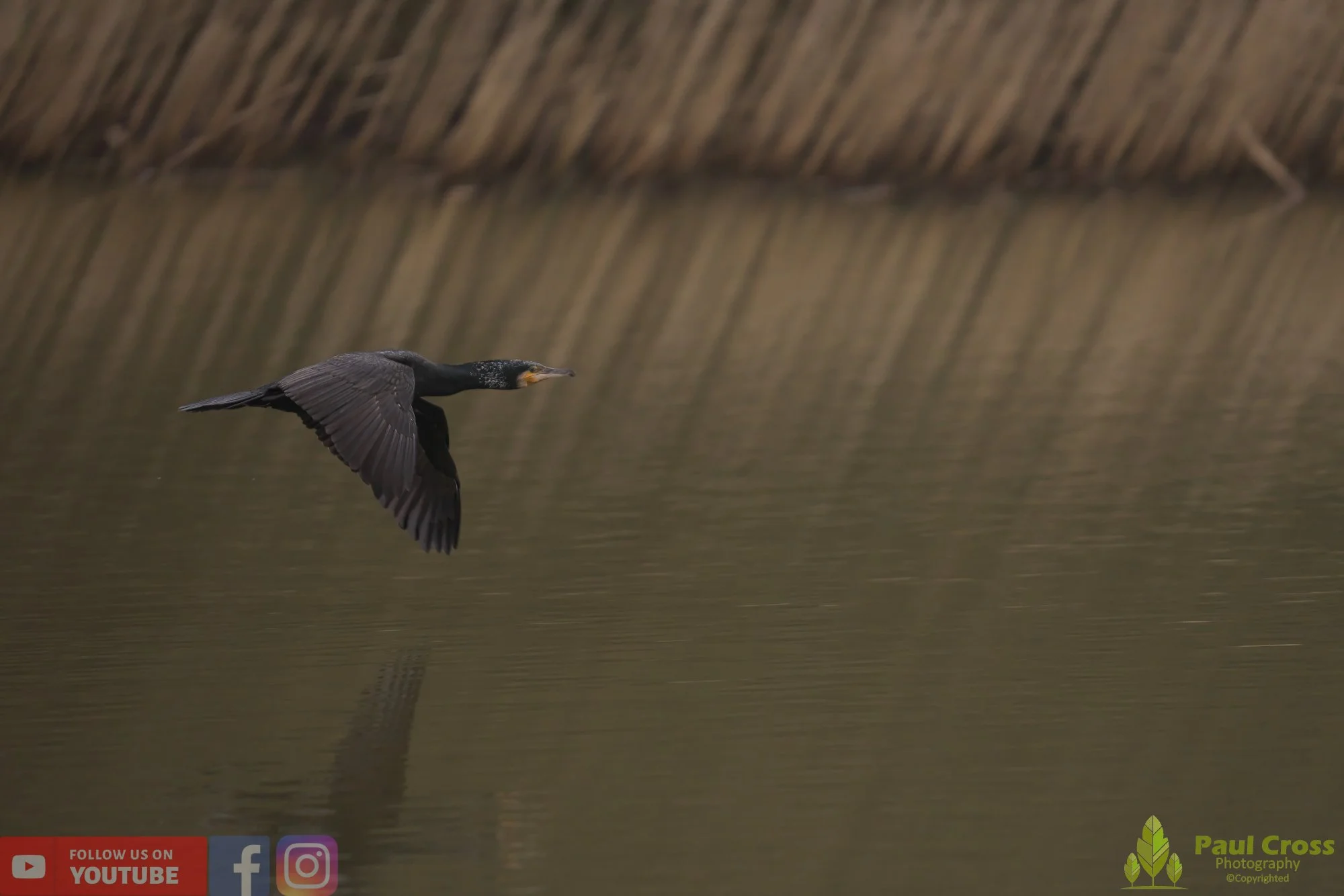 Cormorant-00223.jpg