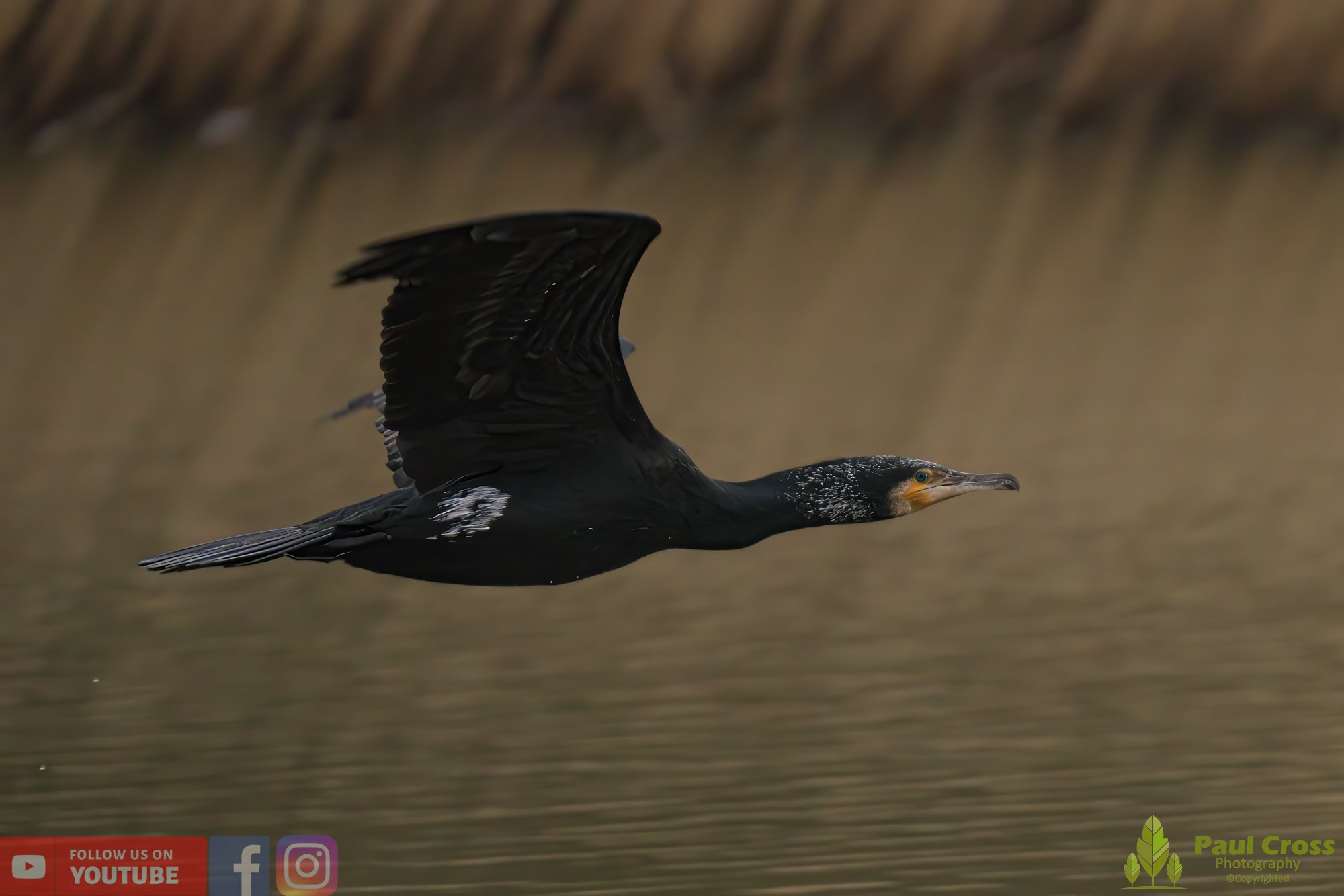 Cormorant-00224.jpg