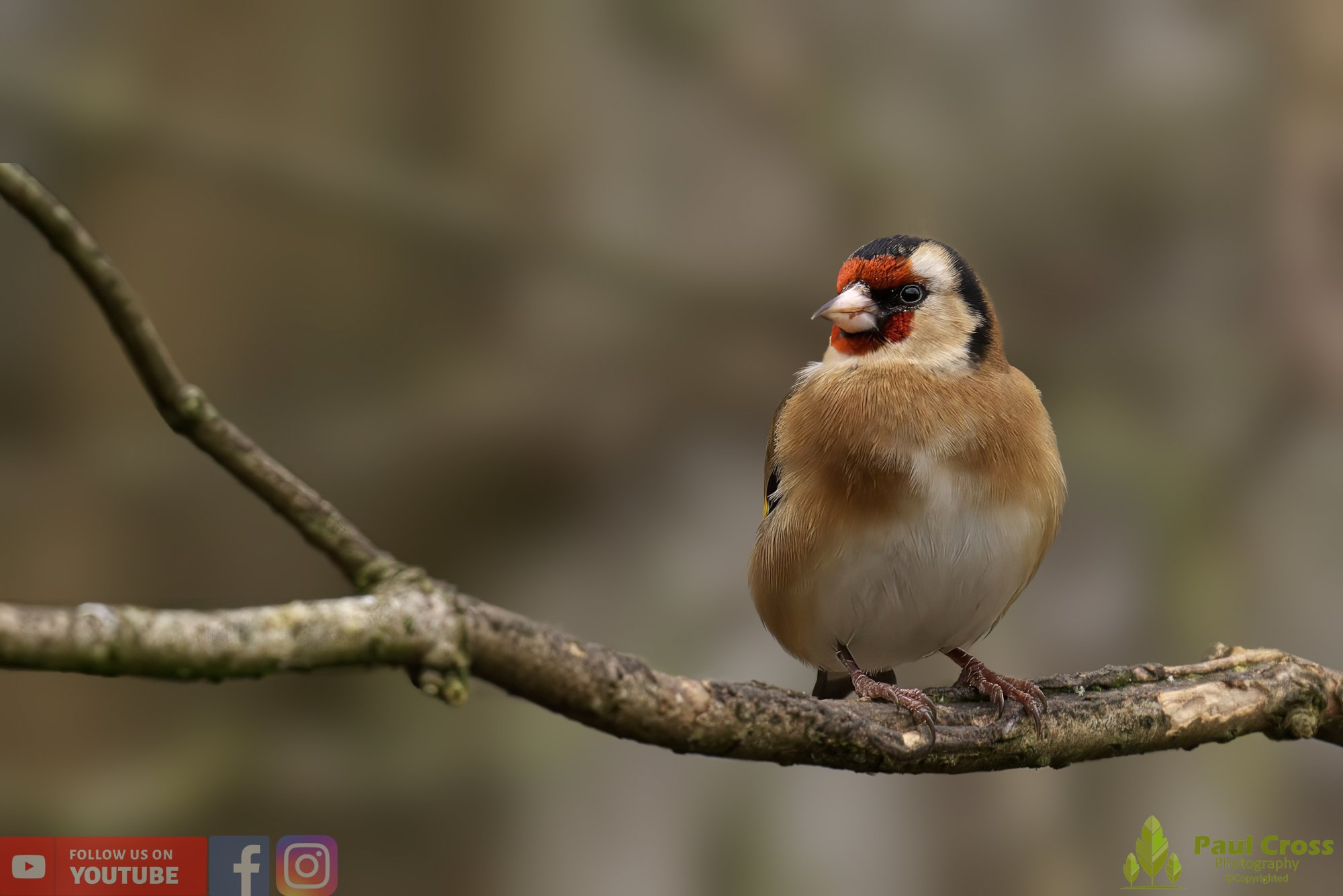 Goldfinch-00192.jpg