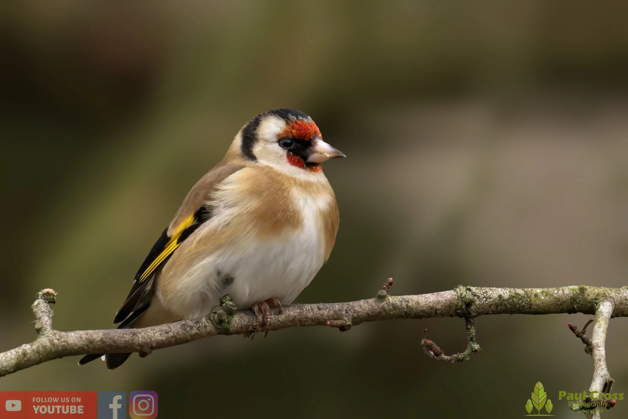 Goldfinch-00193.jpg