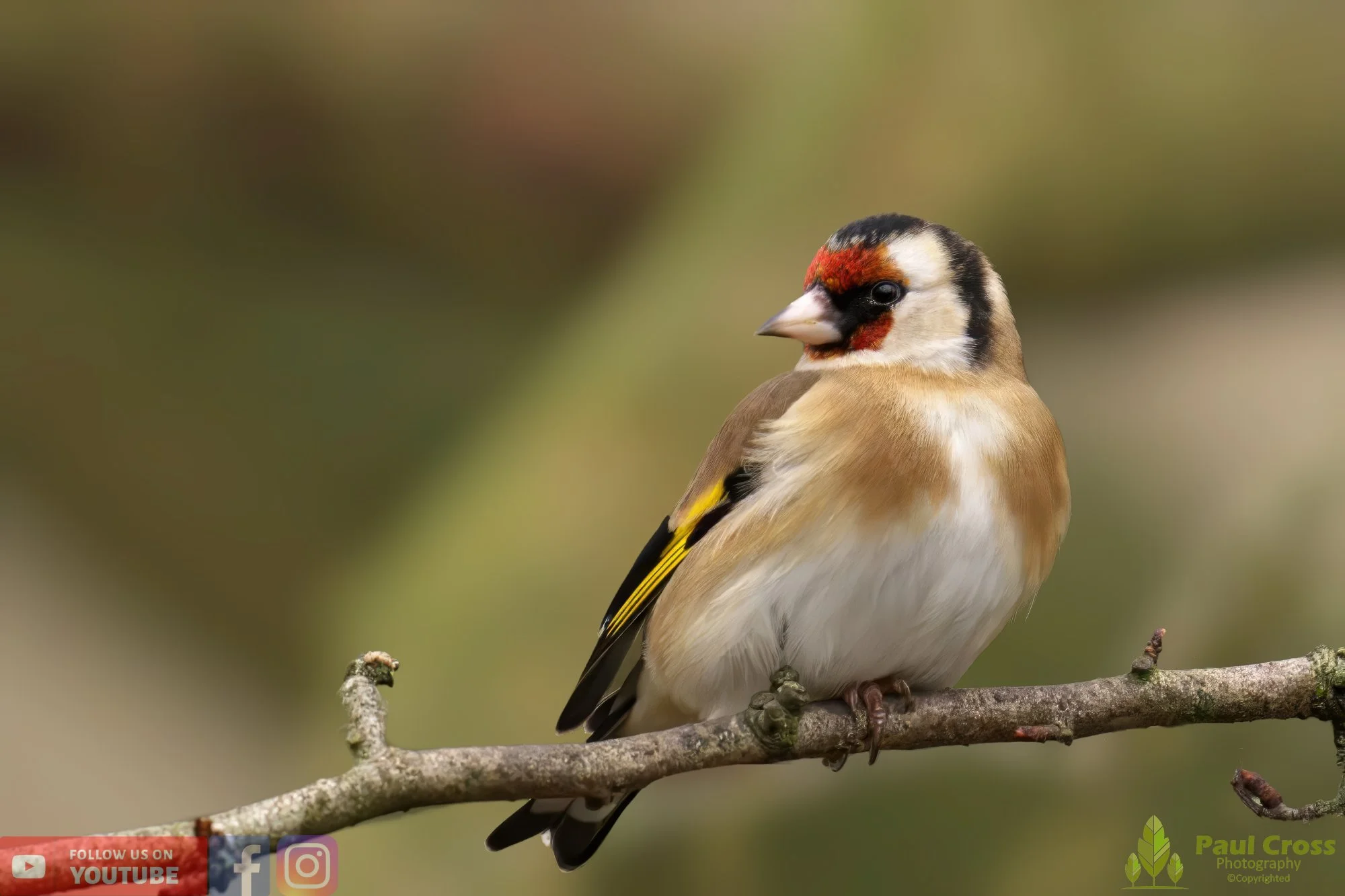 Goldfinch-00194.jpg