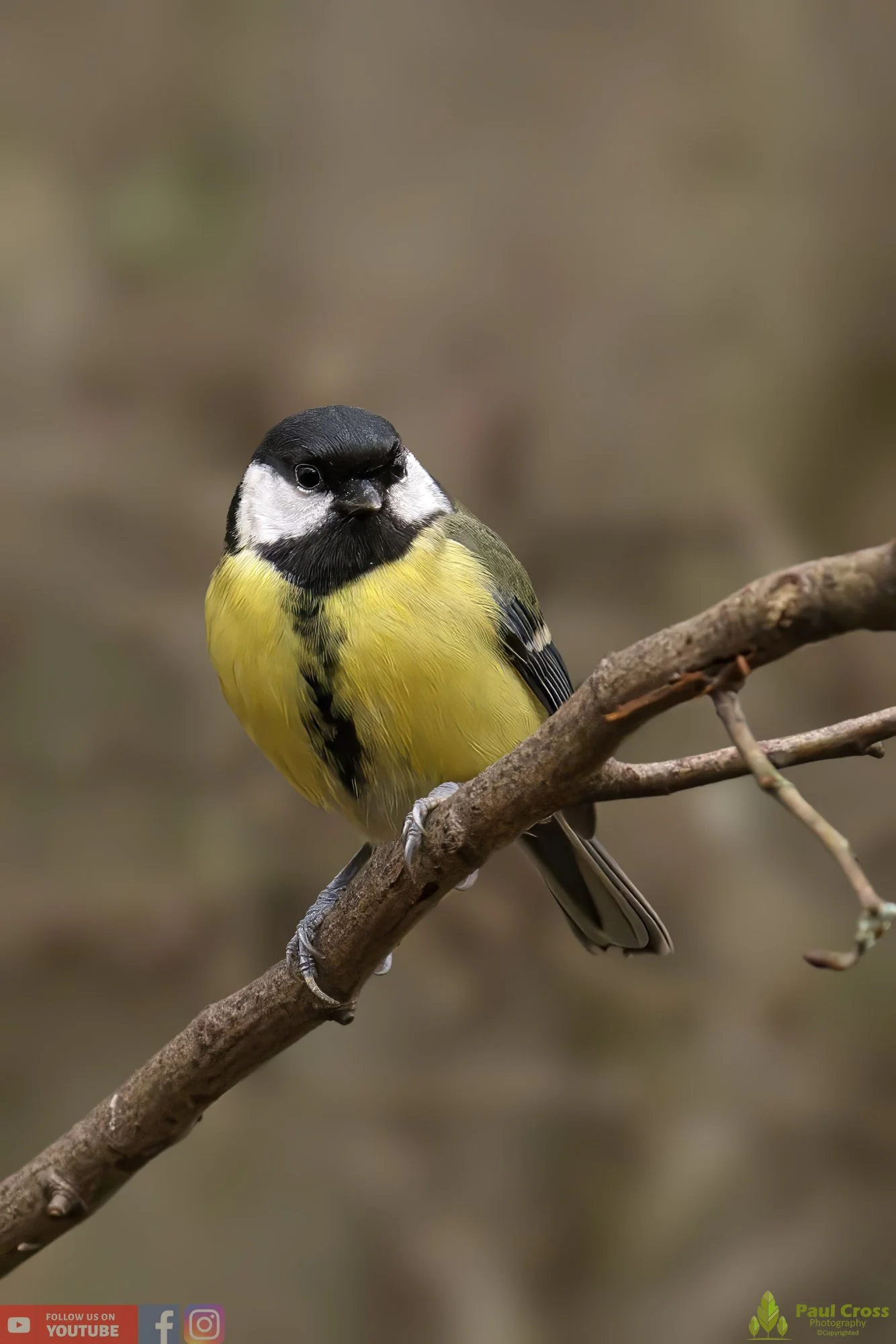 Great Tit-00264.jpg