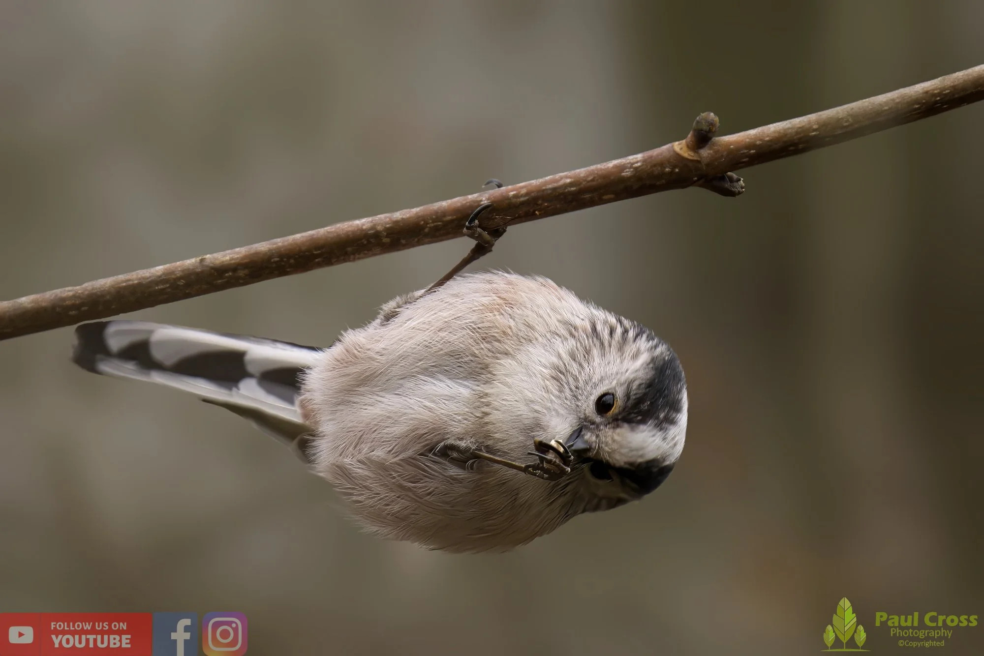 Long Tailed Tit-00285.jpg