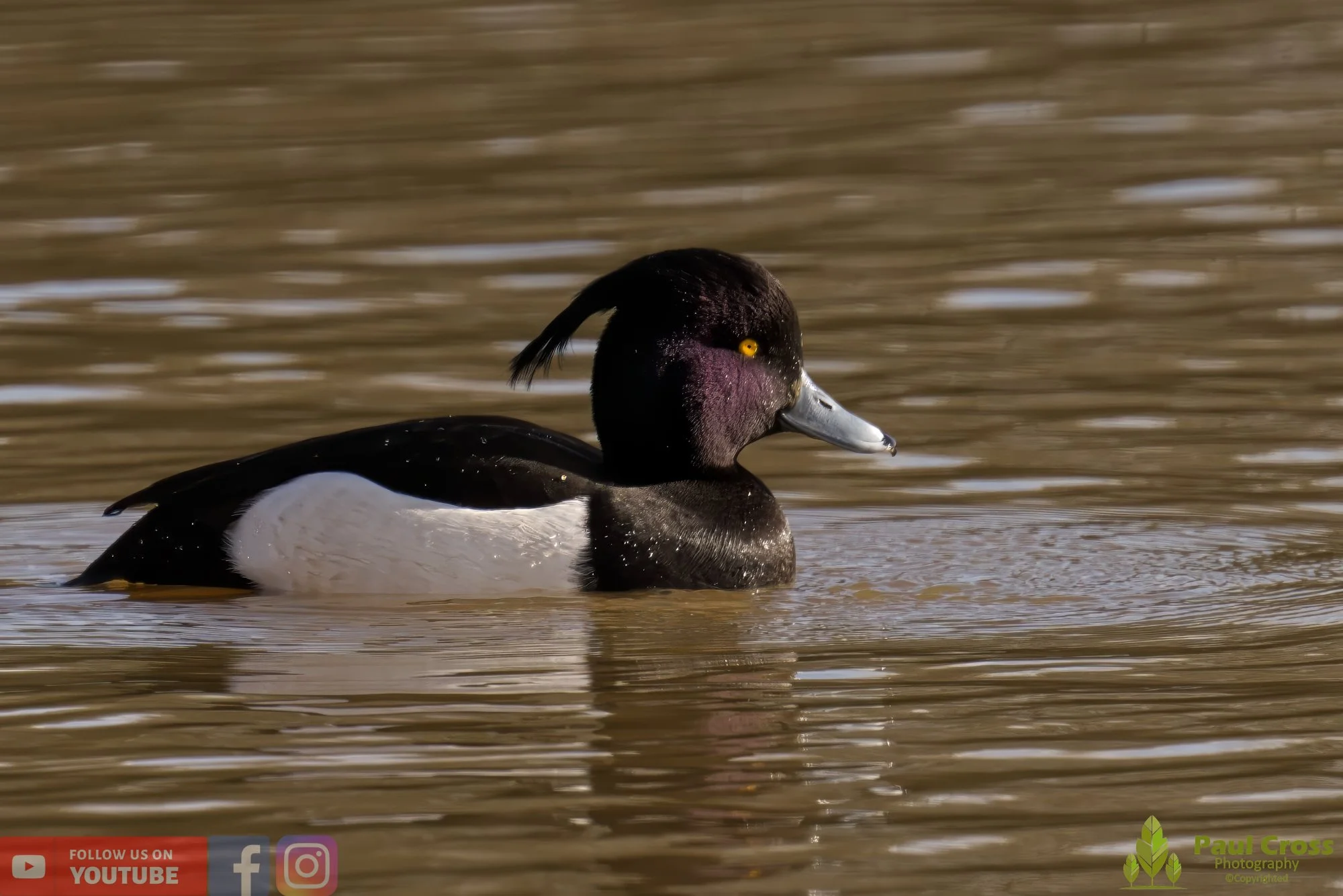 Tufted Duck-00158.jpg