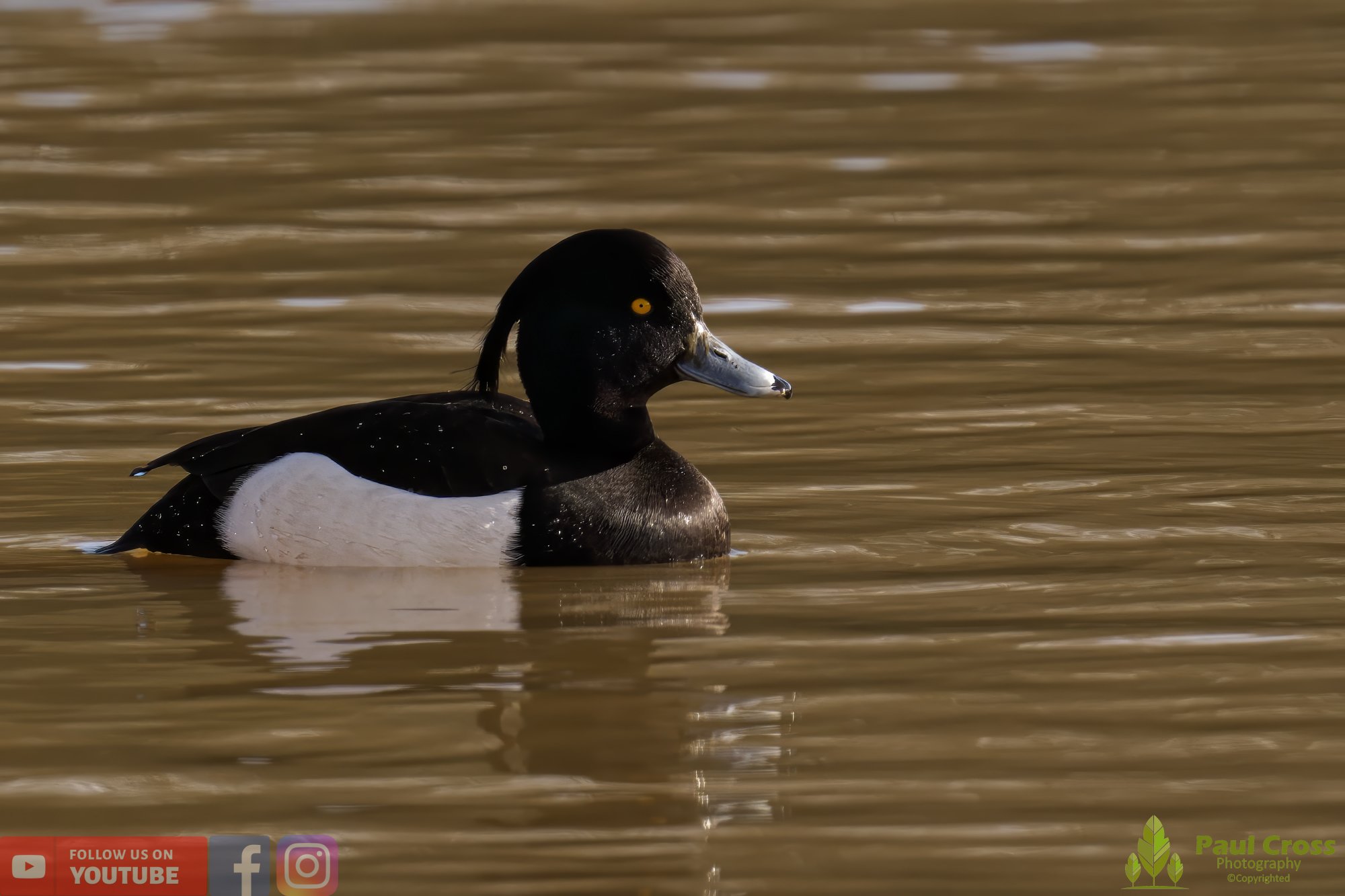 Tufted Duck-00159.jpg