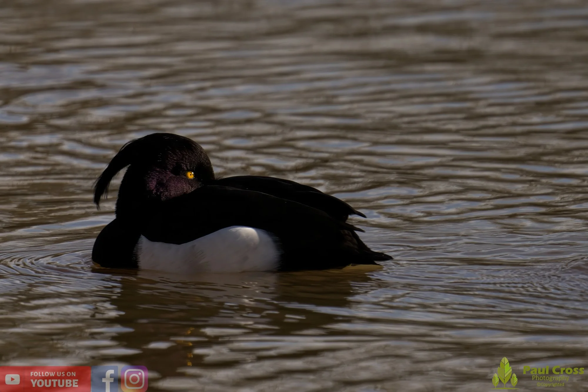Tufted Duck-00160.jpg