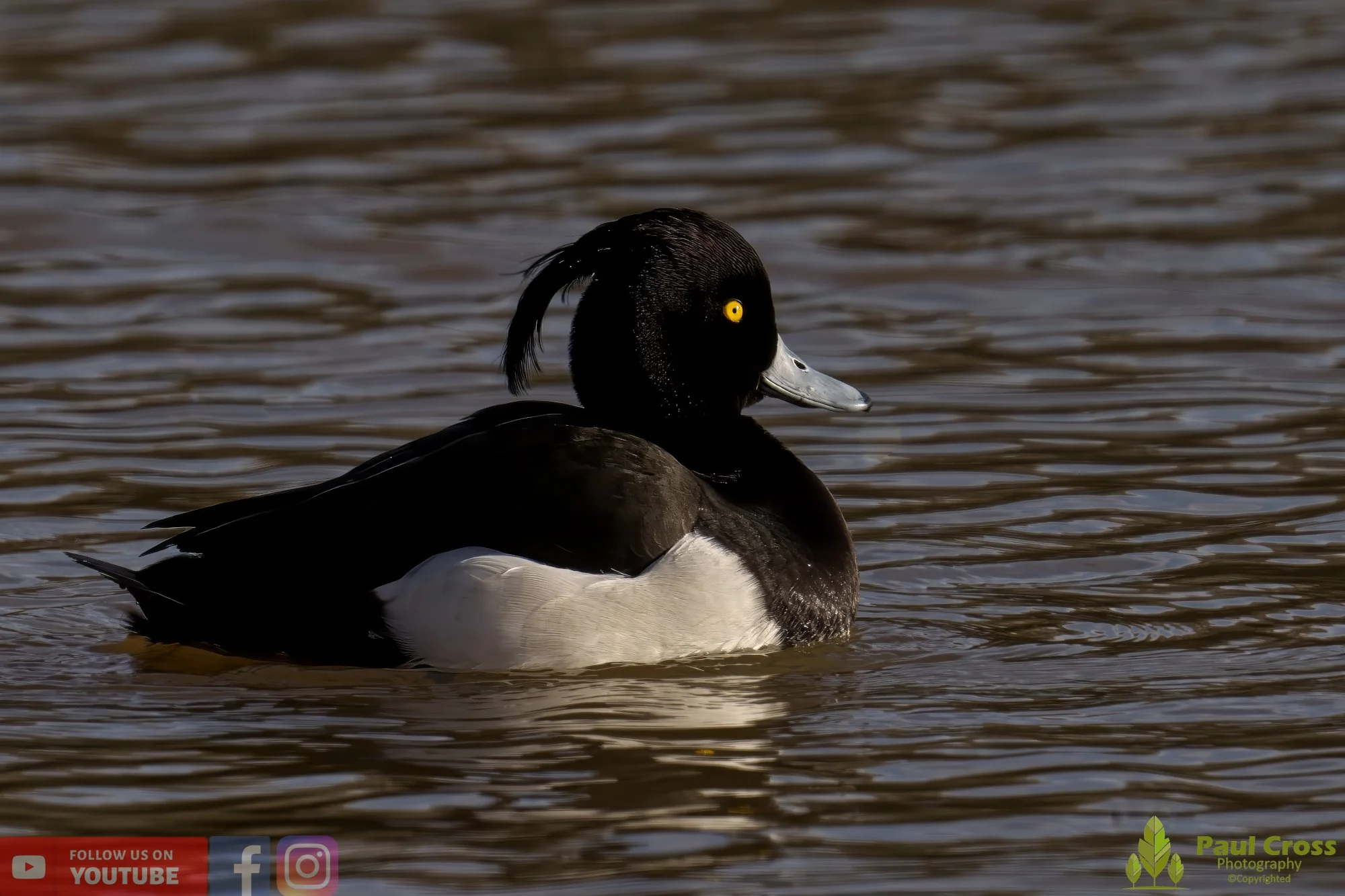 Tufted Duck-00161.jpg