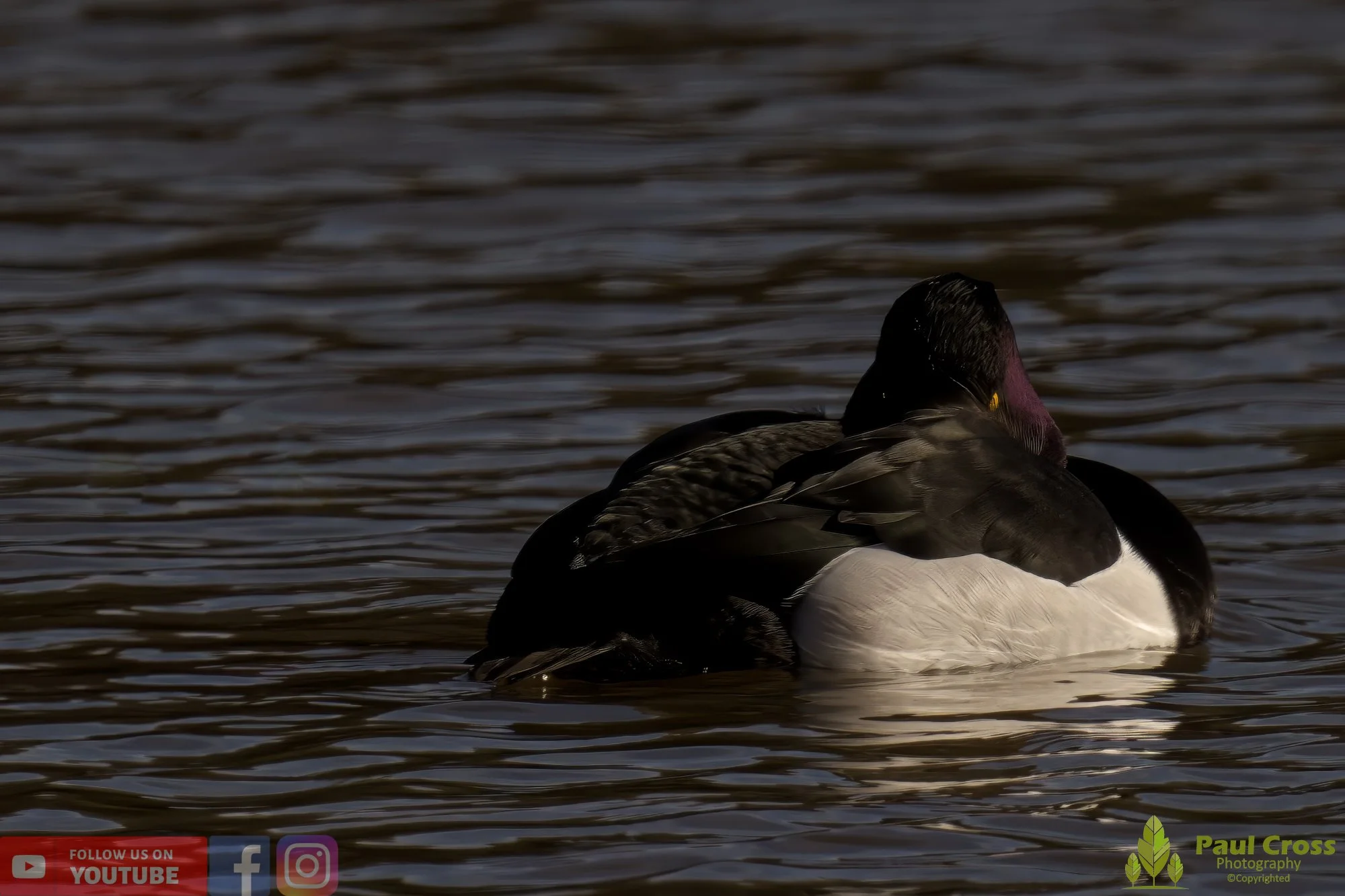 Tufted Duck-00162.jpg