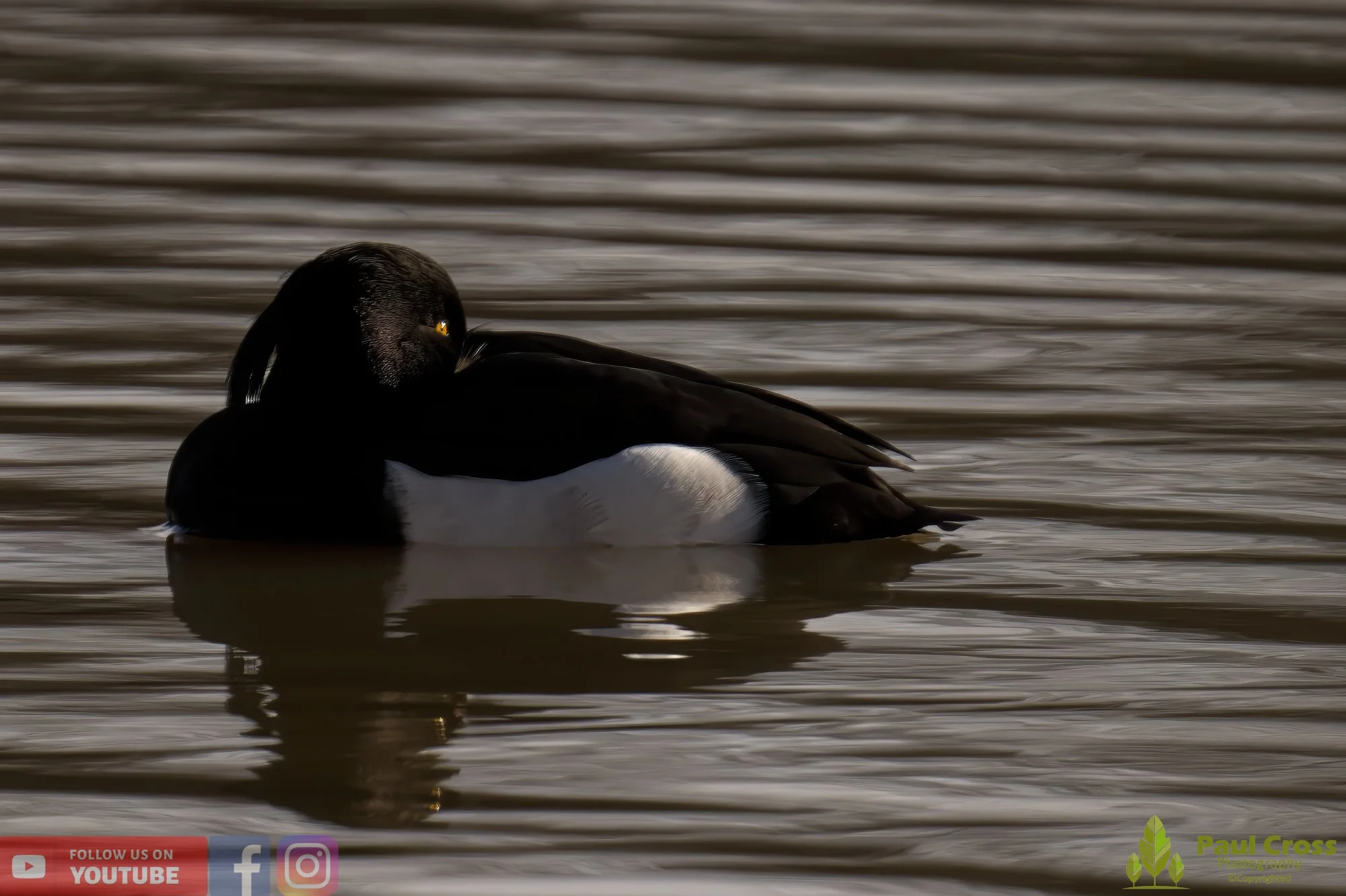 Tufted Duck-00164.jpg