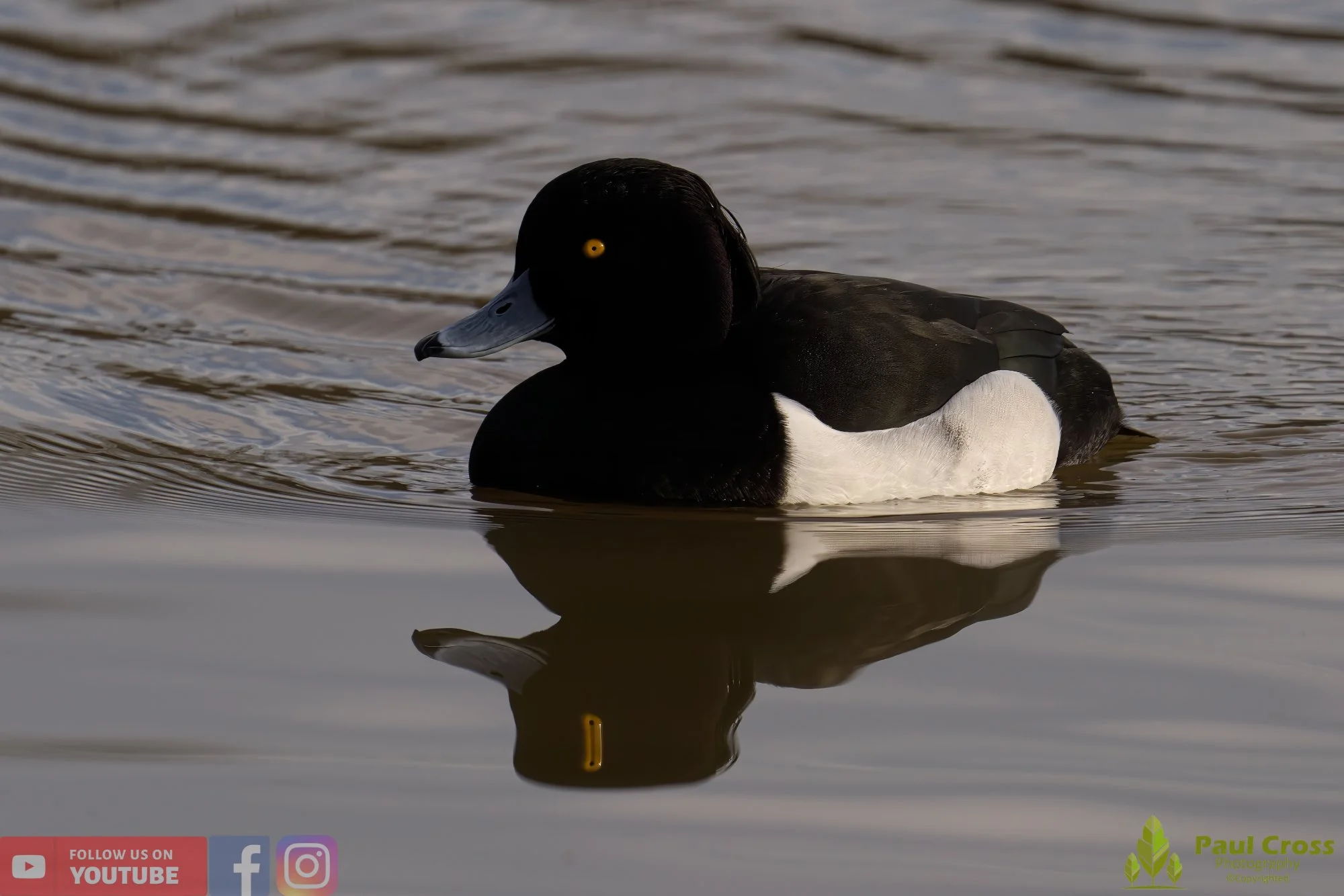 Tufted Duck-00166.jpg