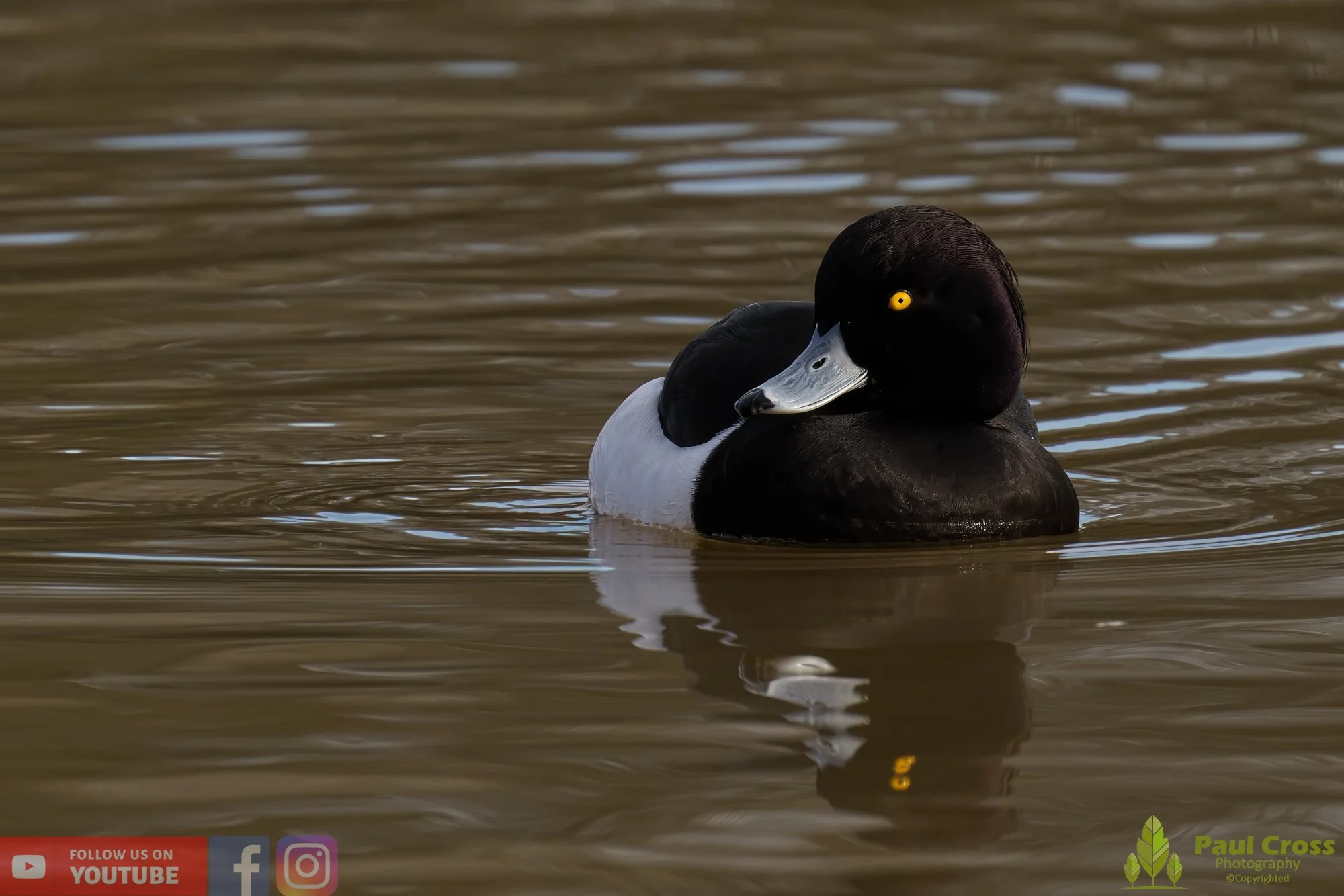 Tufted Duck-00167.jpg