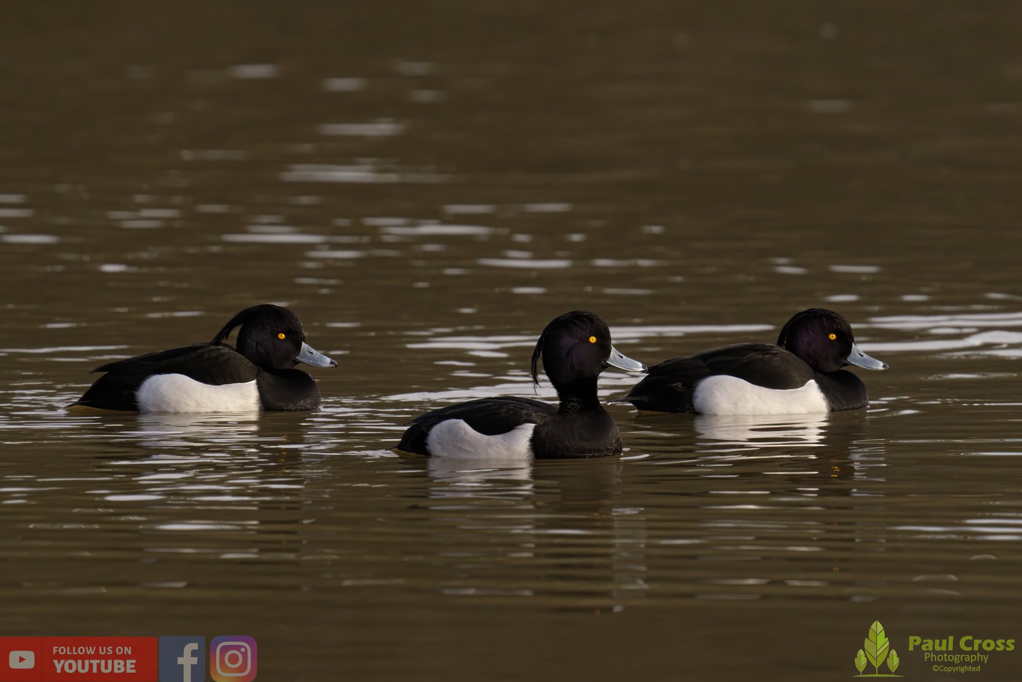 Tufted Duck-00168.jpg