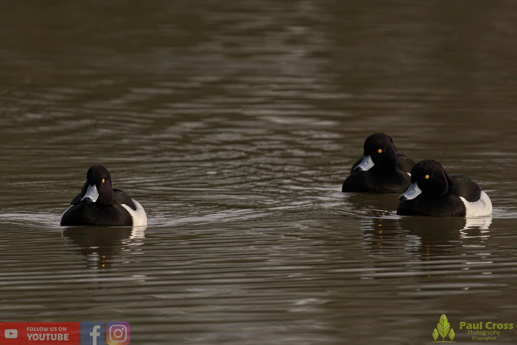Tufted Duck-00169.jpg