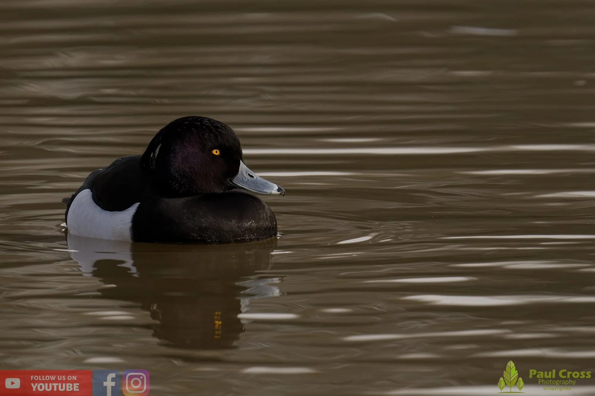 Tufted Duck-00170.jpg