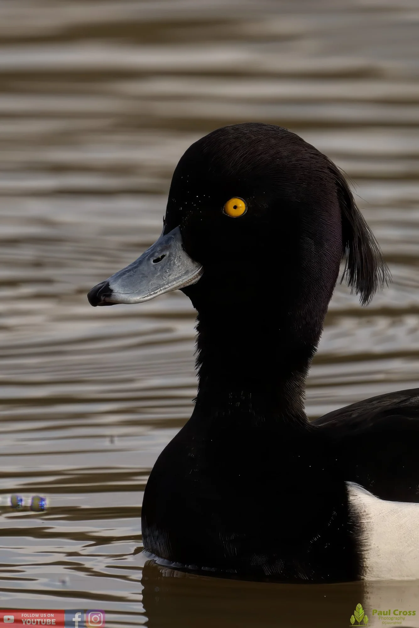 Tufted Duck-00171.jpg