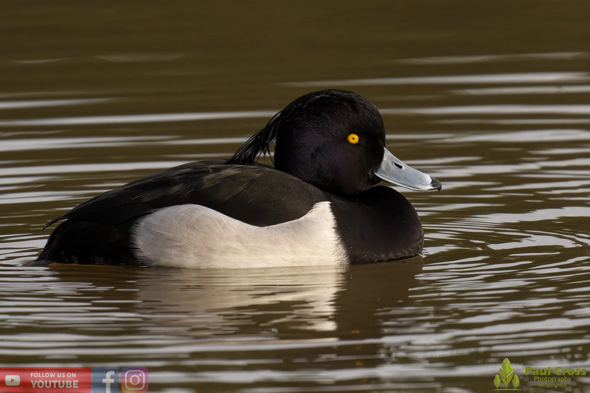 Tufted Duck-00172.jpg