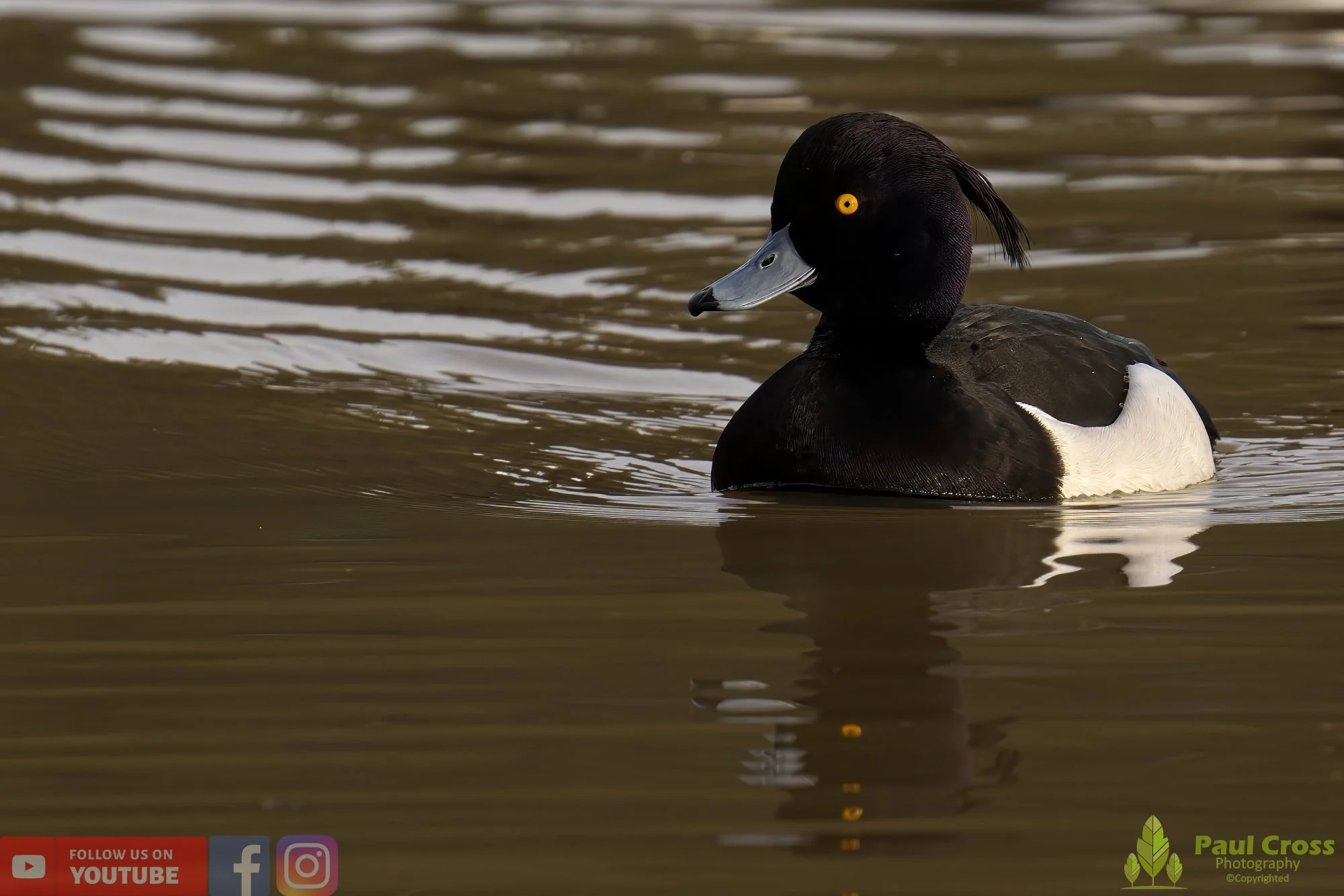 Tufted Duck-00173.jpg