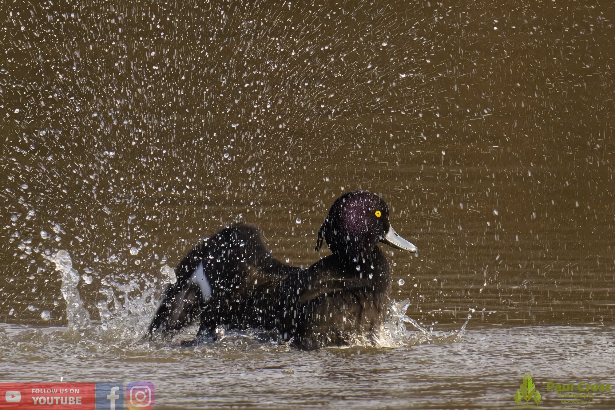 Tufted Duck-00174.jpg