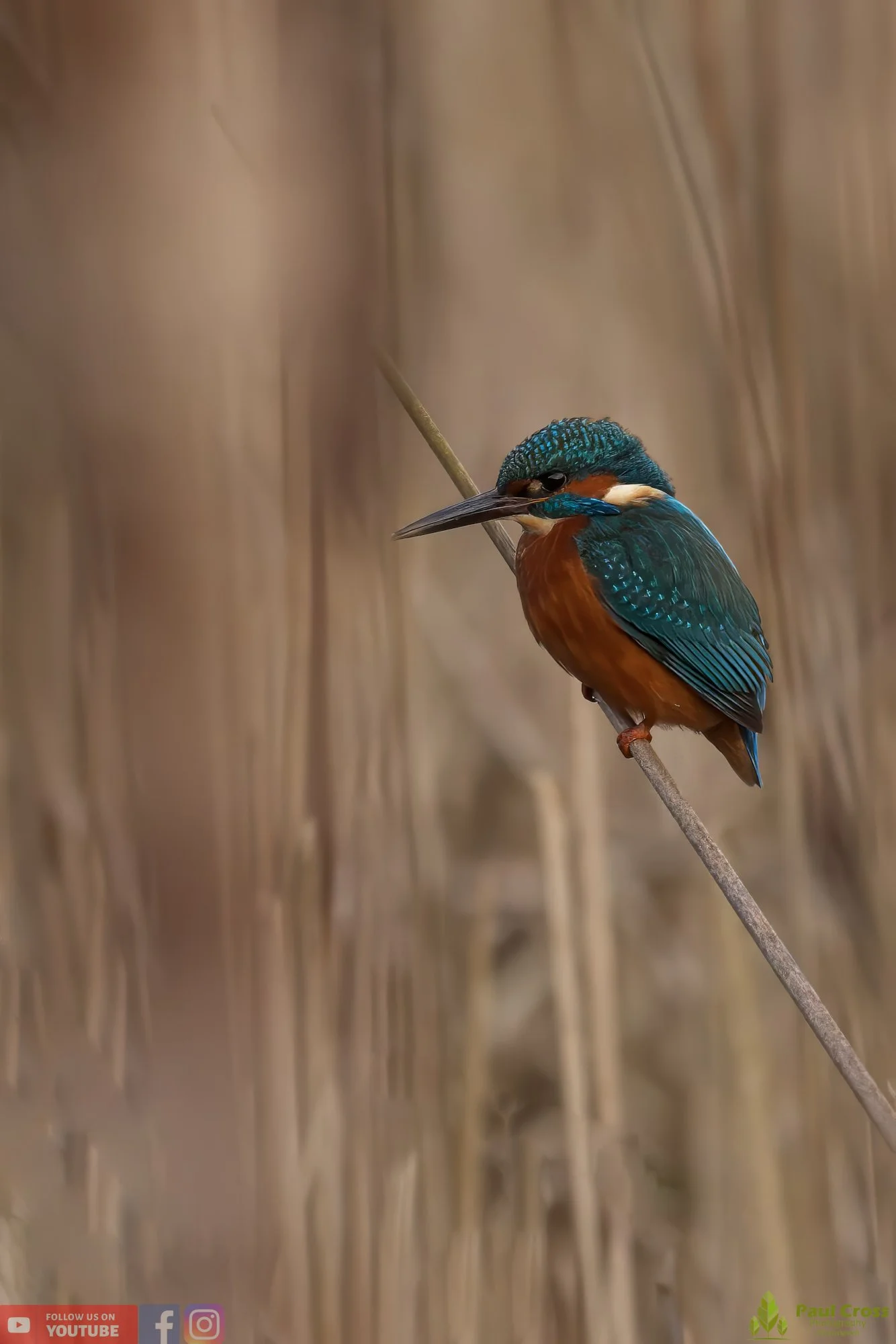Kingfisher-00367.jpg