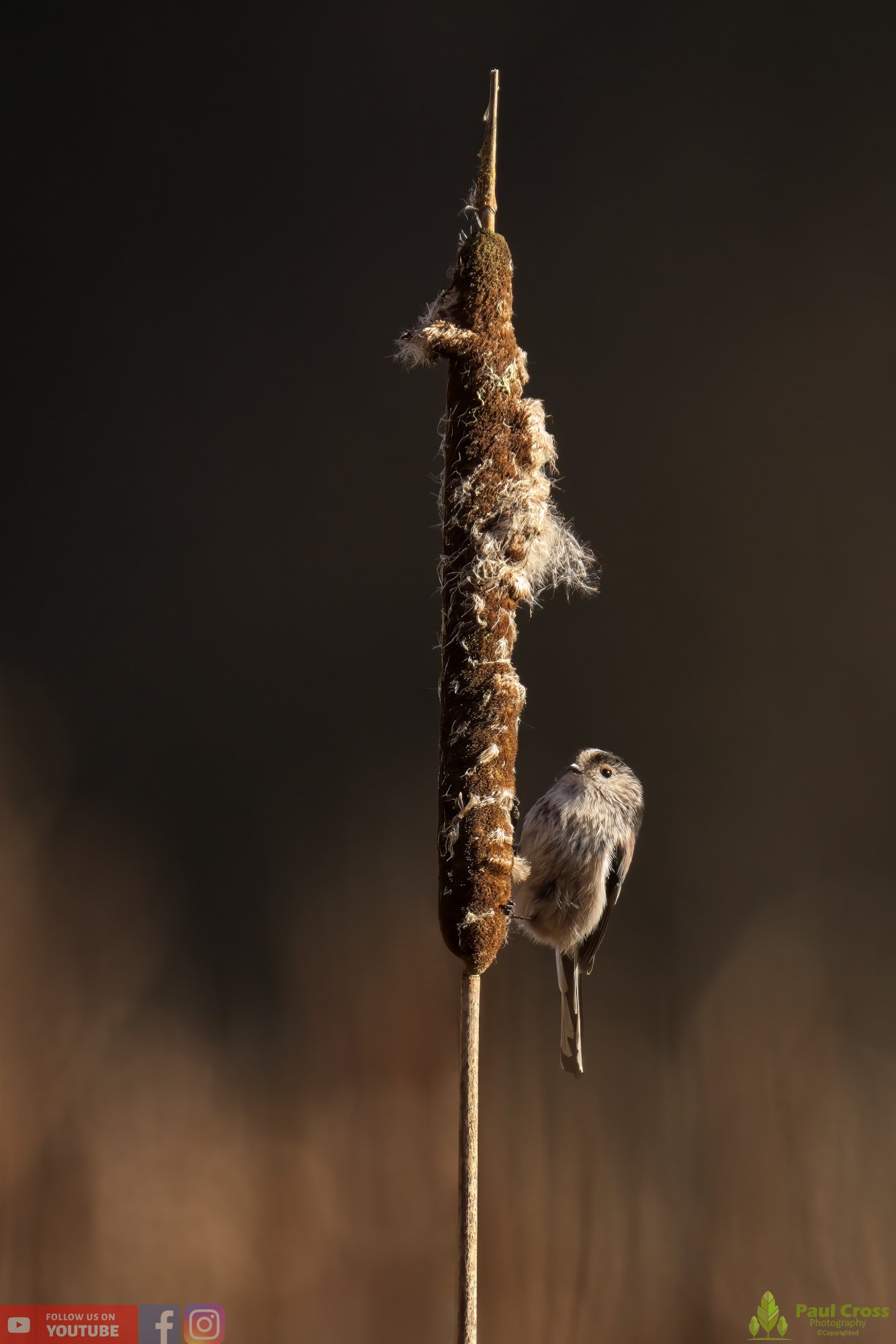Long Tailed Tit-00287.jpg