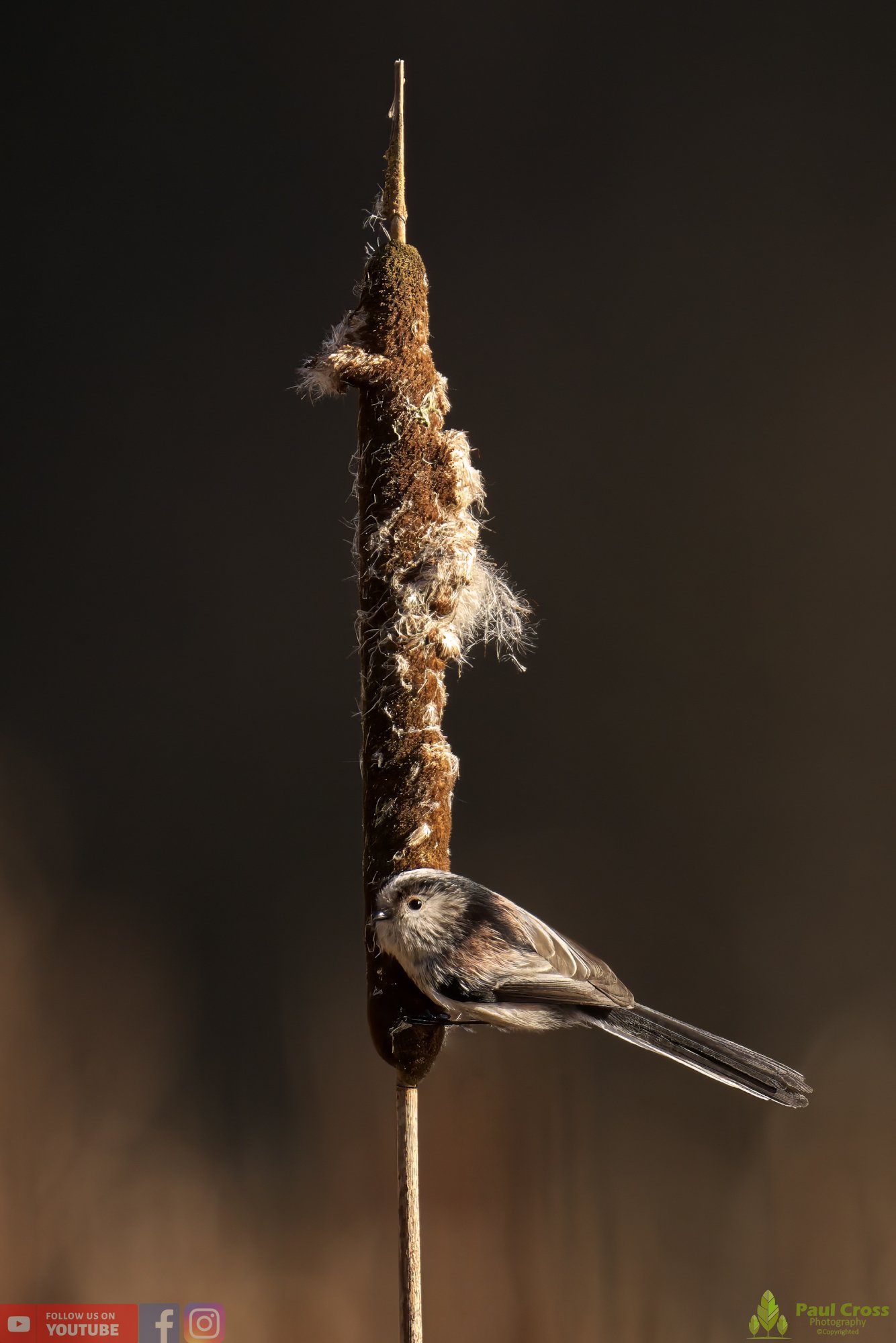 Long Tailed Tit-00288.jpg
