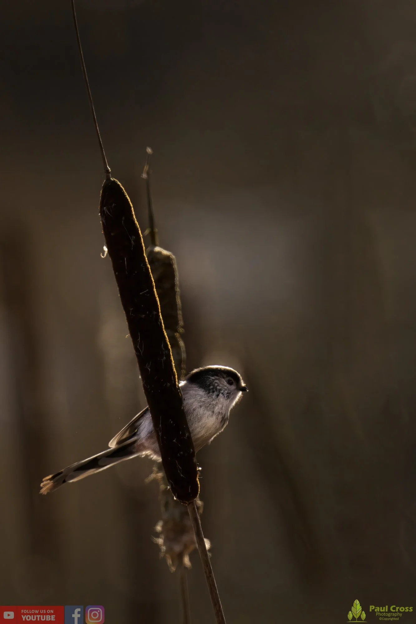 Long Tailed Tit-00289.jpg