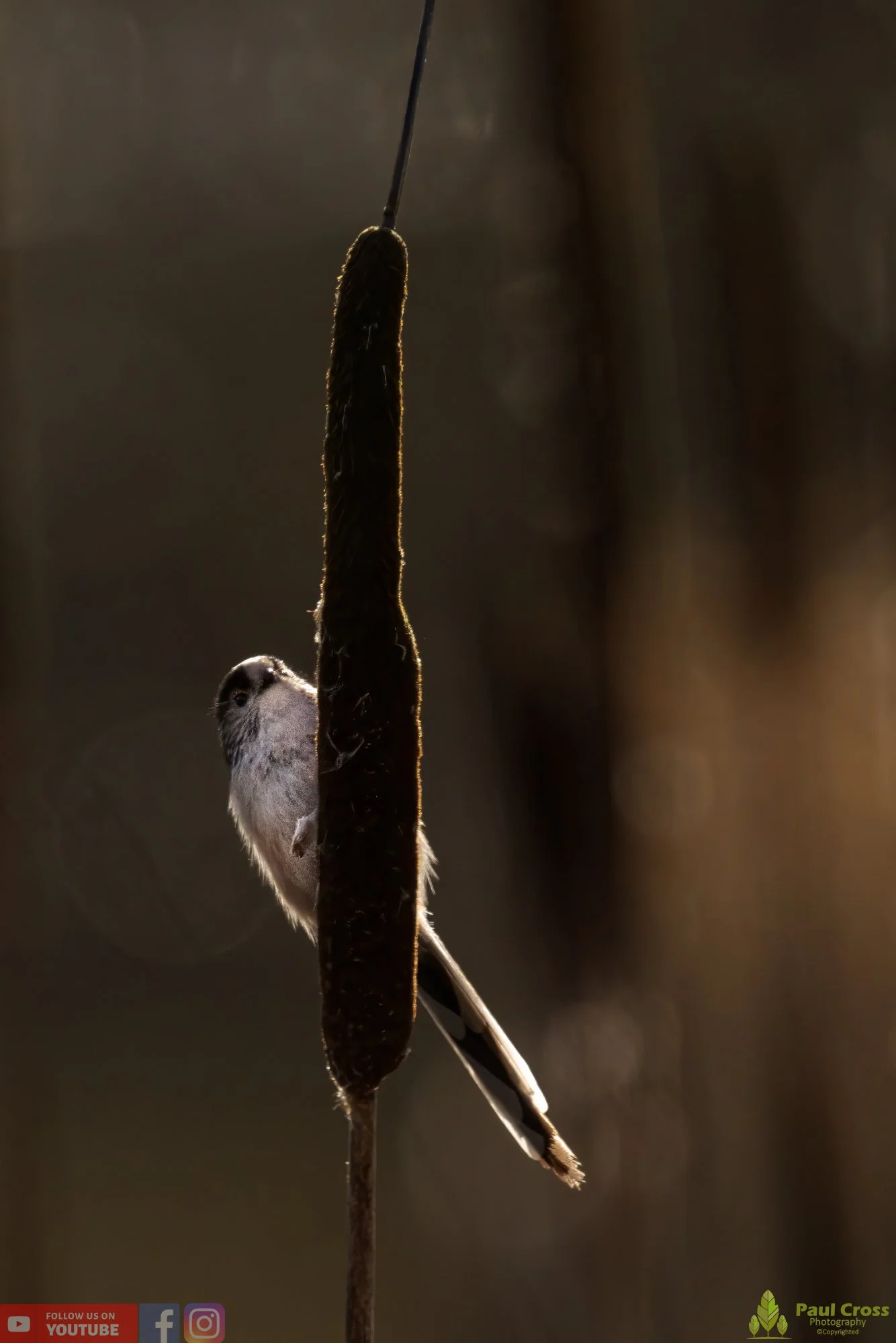 Long Tailed Tit-00290.jpg