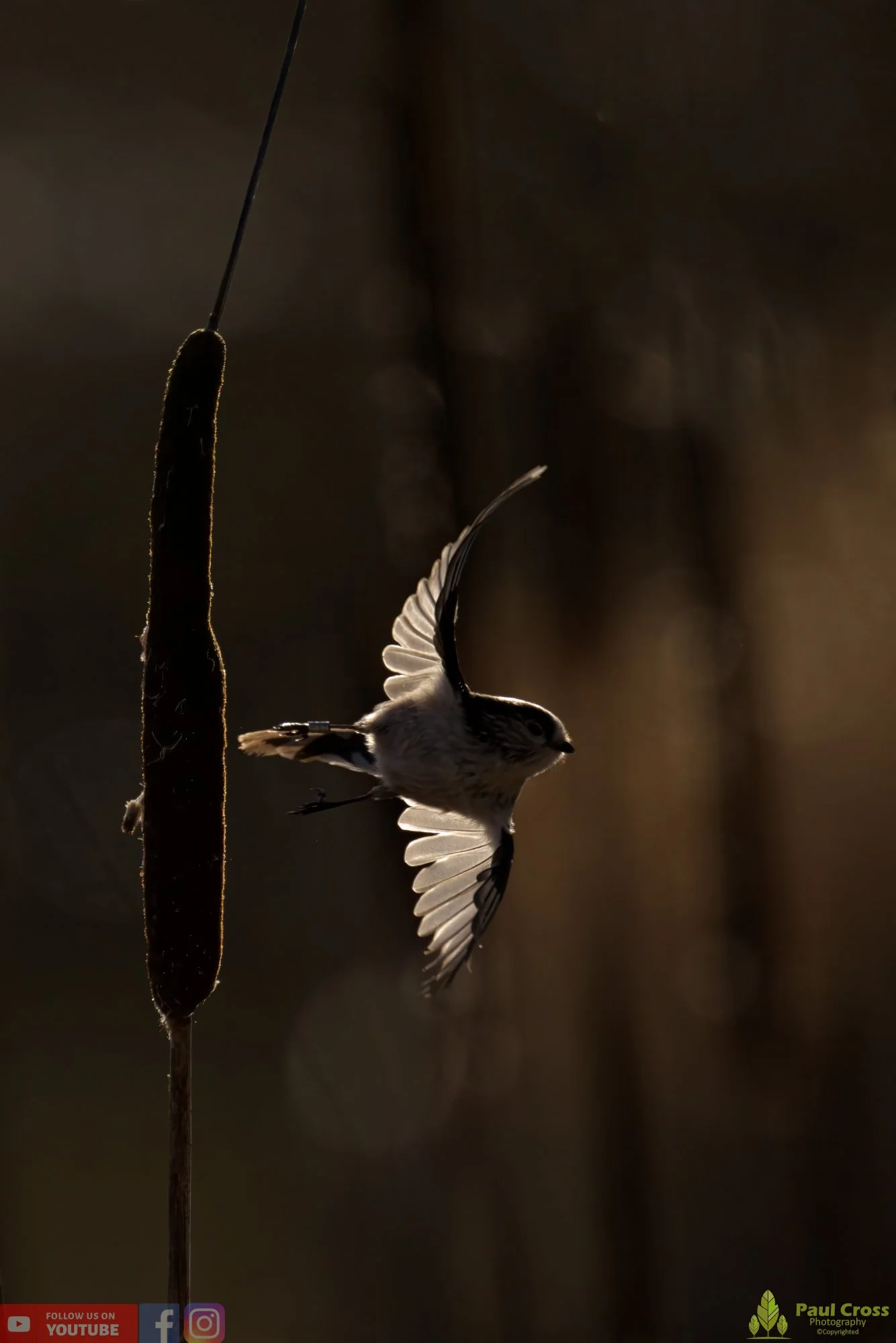 Long Tailed Tit-00291.jpg