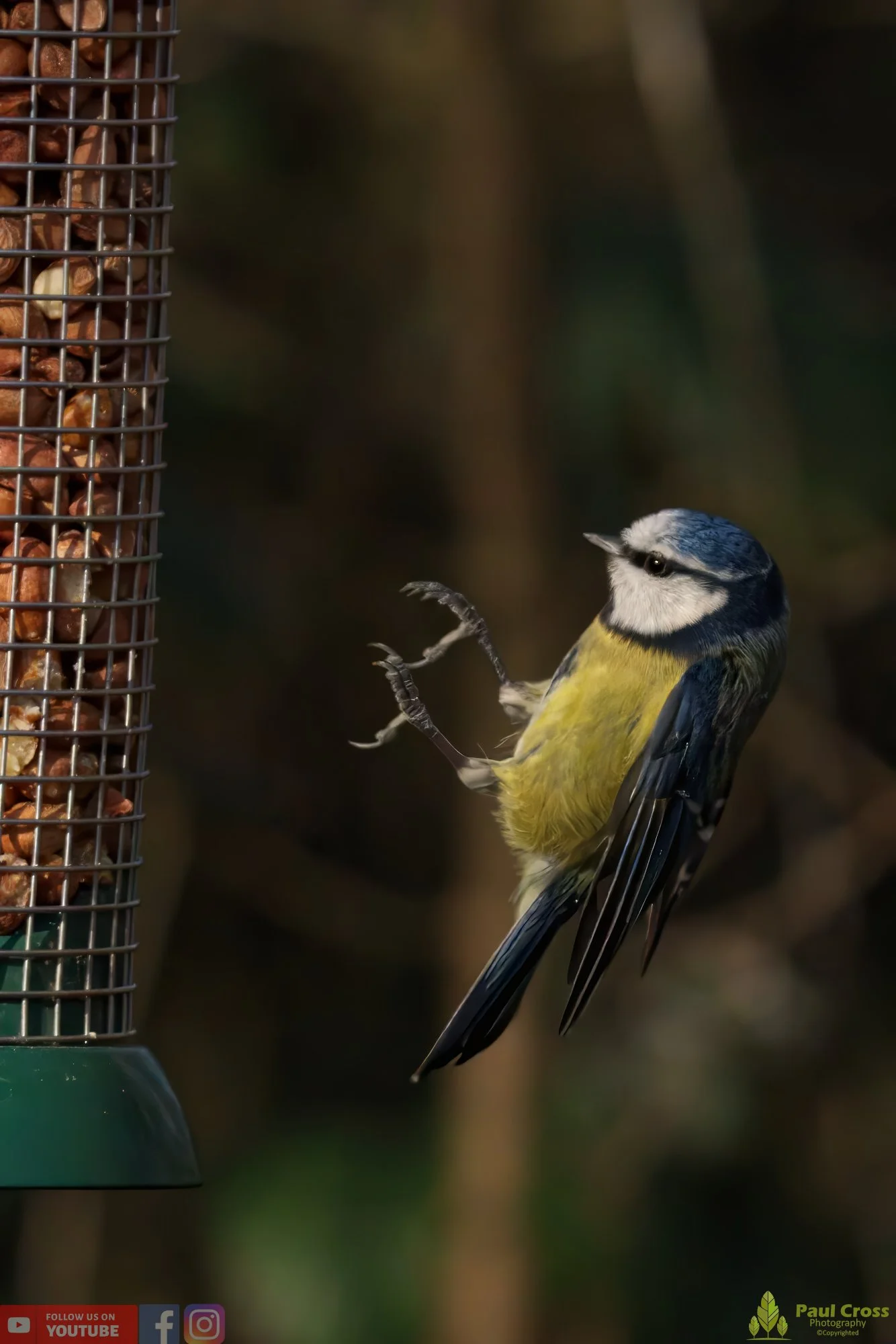 Blue Tit-00850.jpg