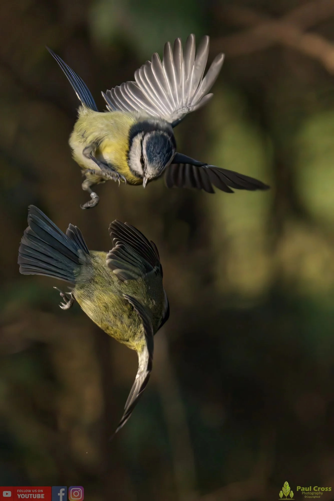 Blue Tit-00851.jpg