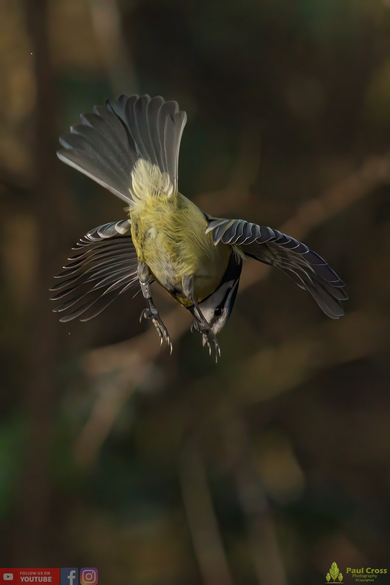Blue Tit-00852.jpg