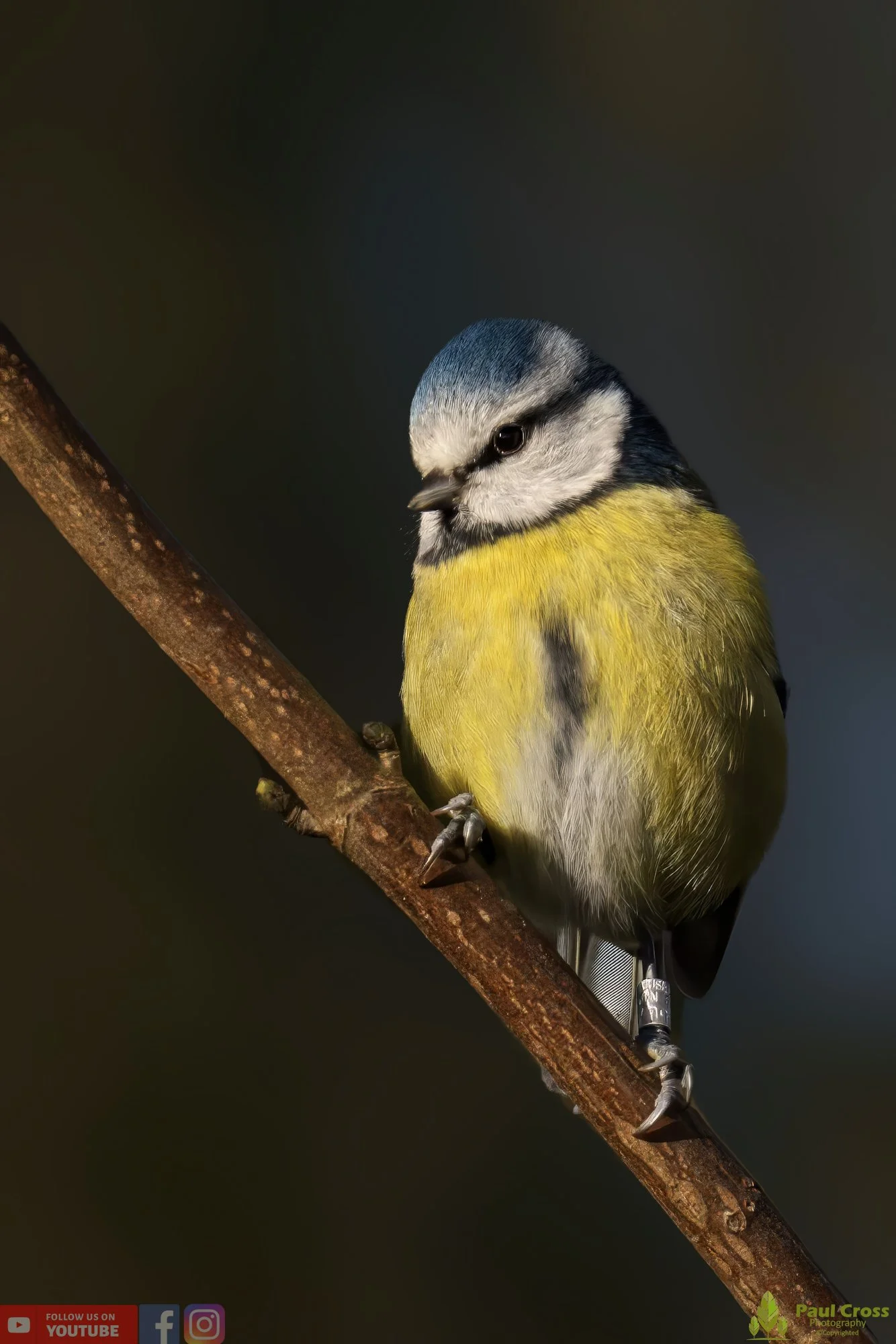Blue Tit-00853.jpg
