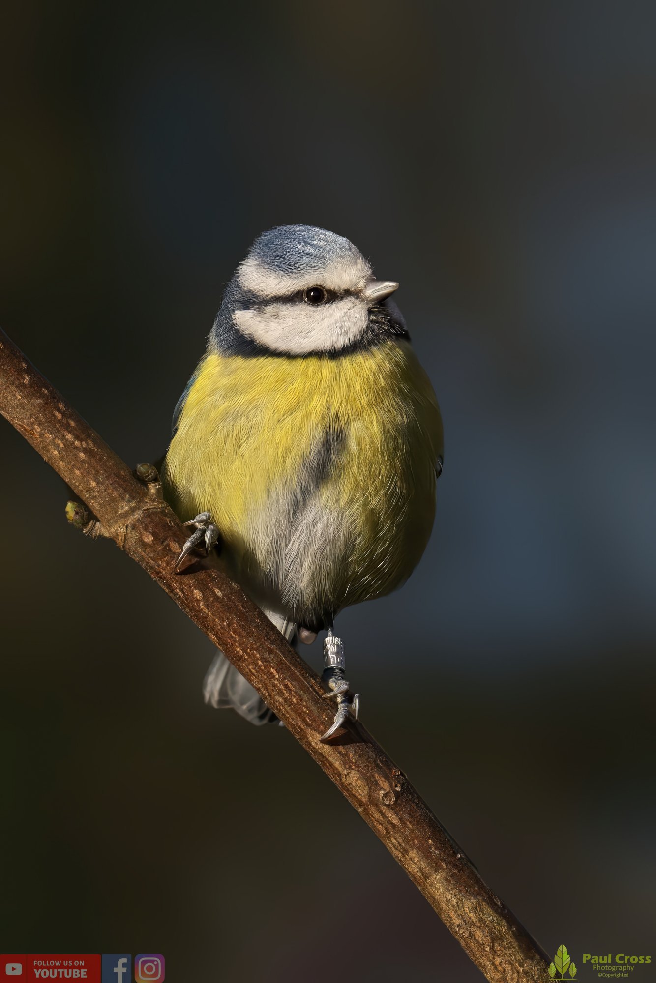 Blue Tit-00854.jpg