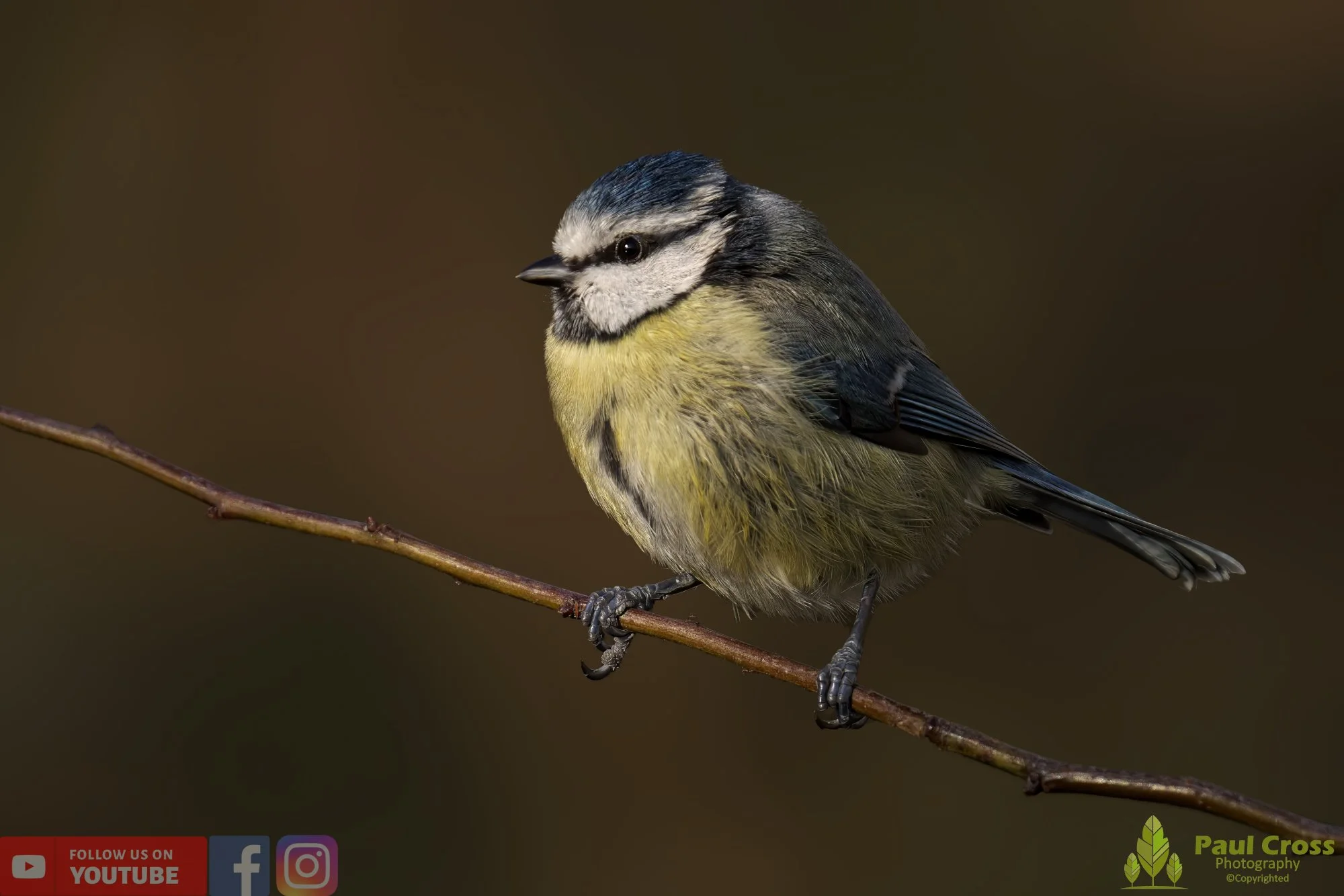 Blue Tit-00855.jpg