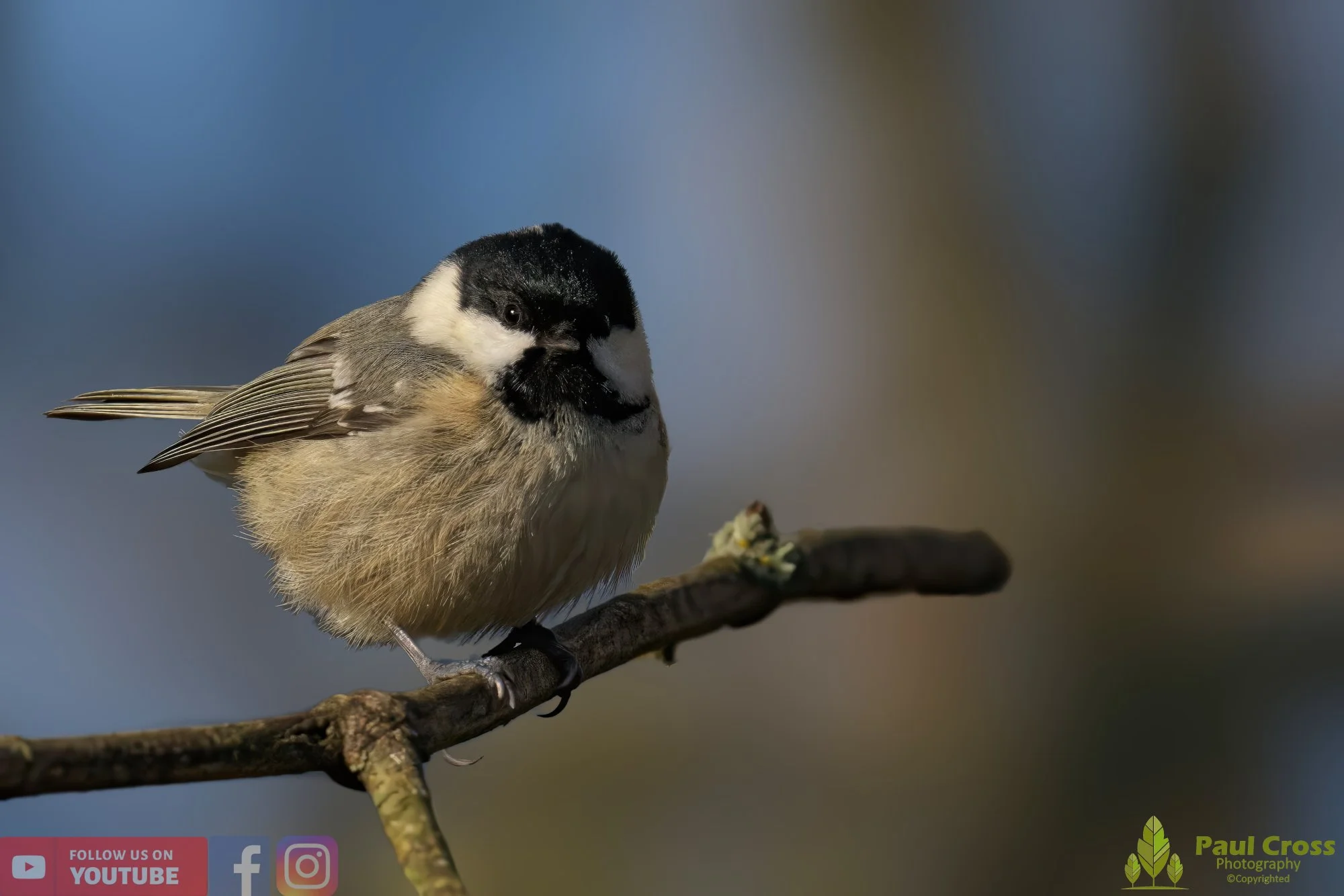 Coal Tit-00132.jpg