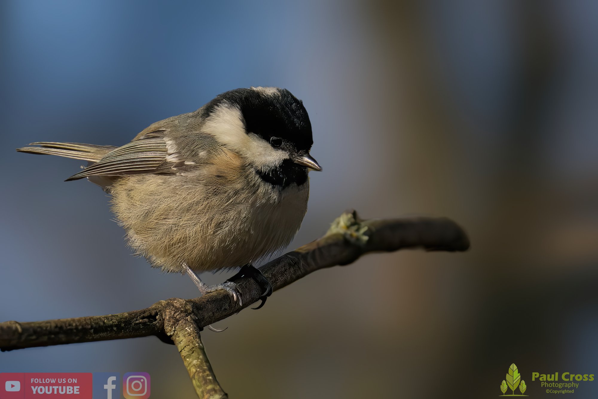 Coal Tit-00133.jpg