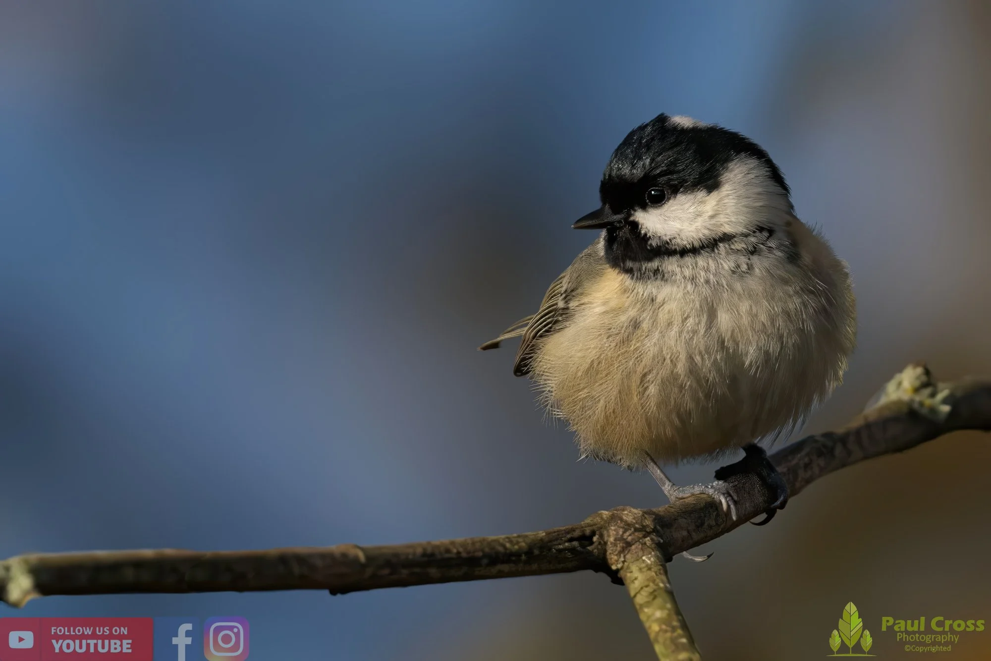 Coal Tit-00134.jpg