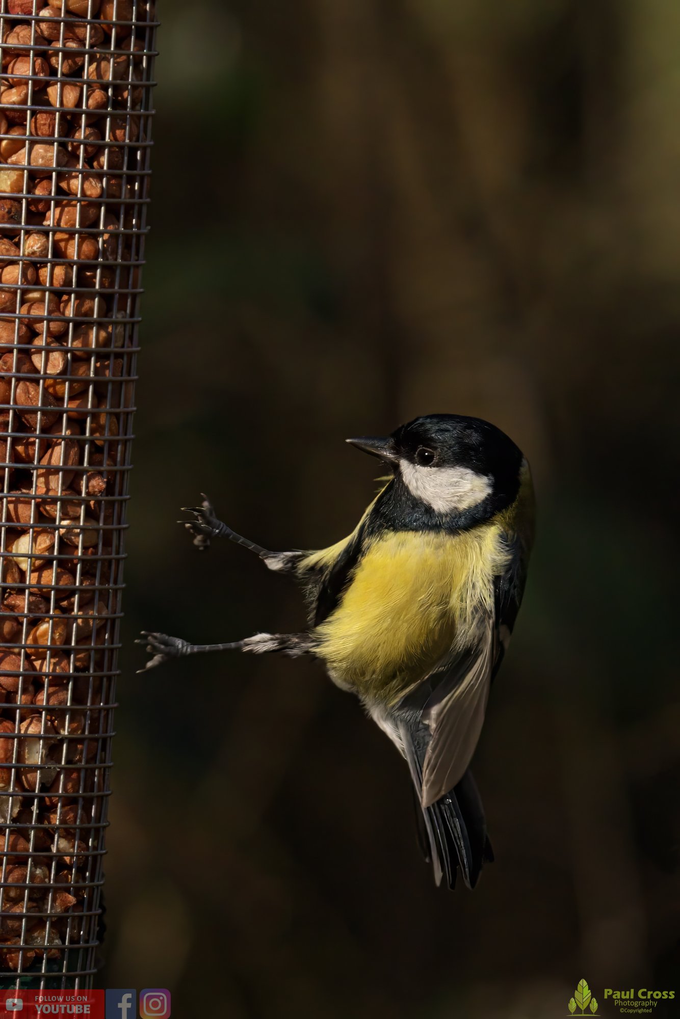 Great Tit-00265.jpg