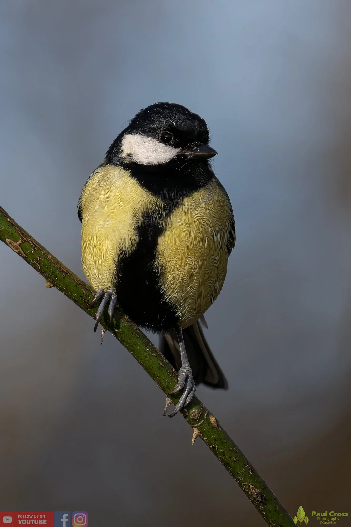 Great Tit-00266.jpg
