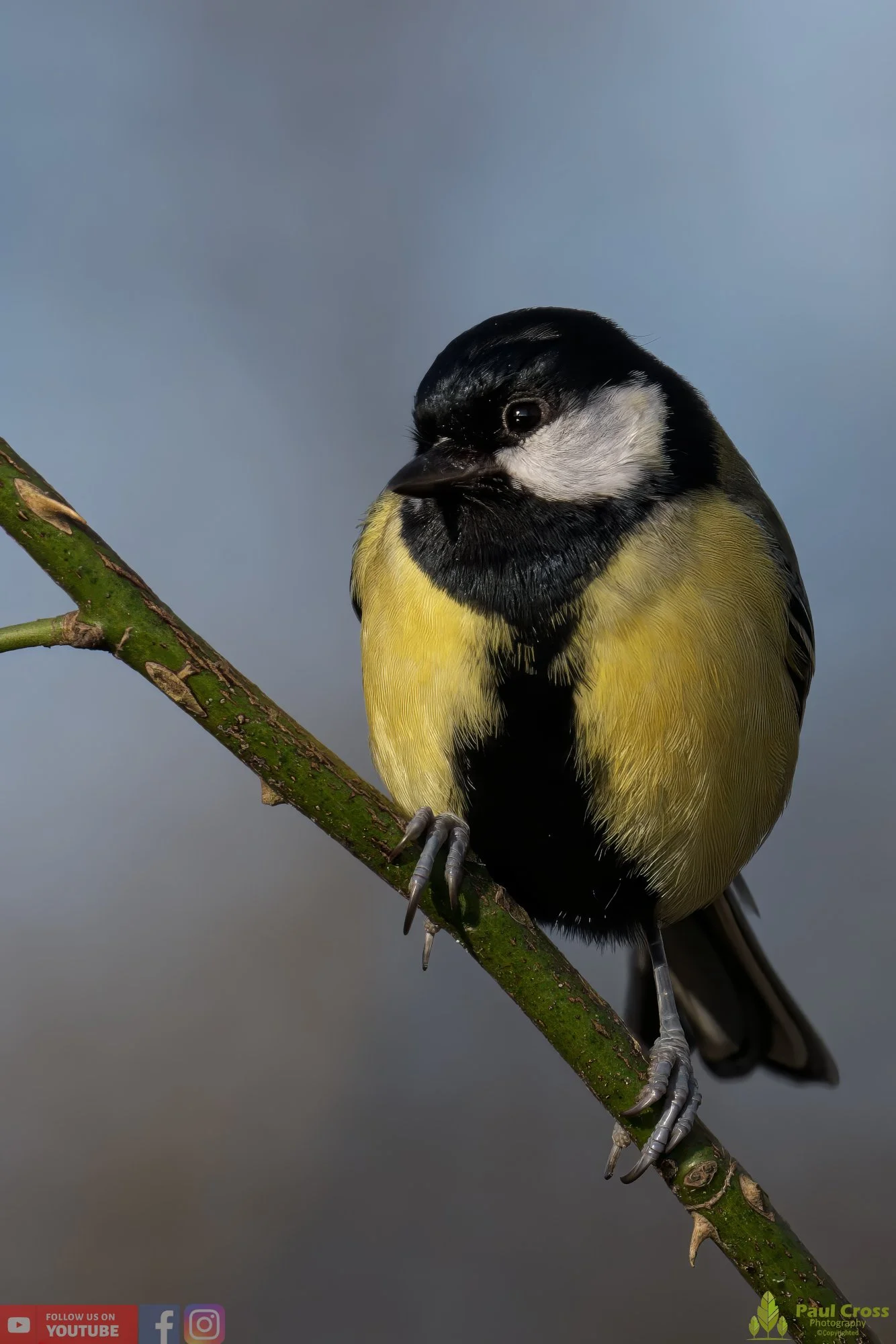 Great Tit-00267.jpg