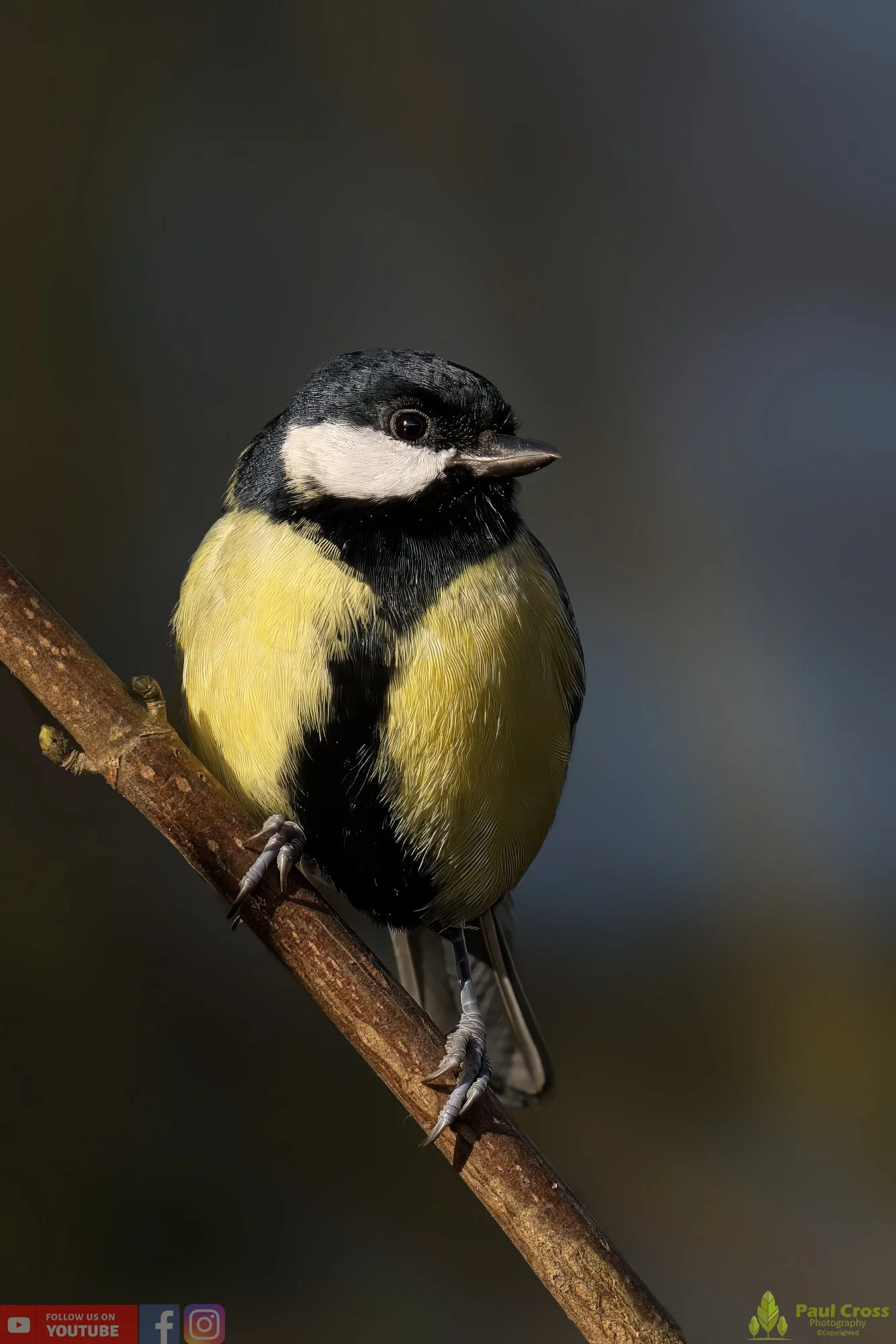 Great Tit-00268.jpg