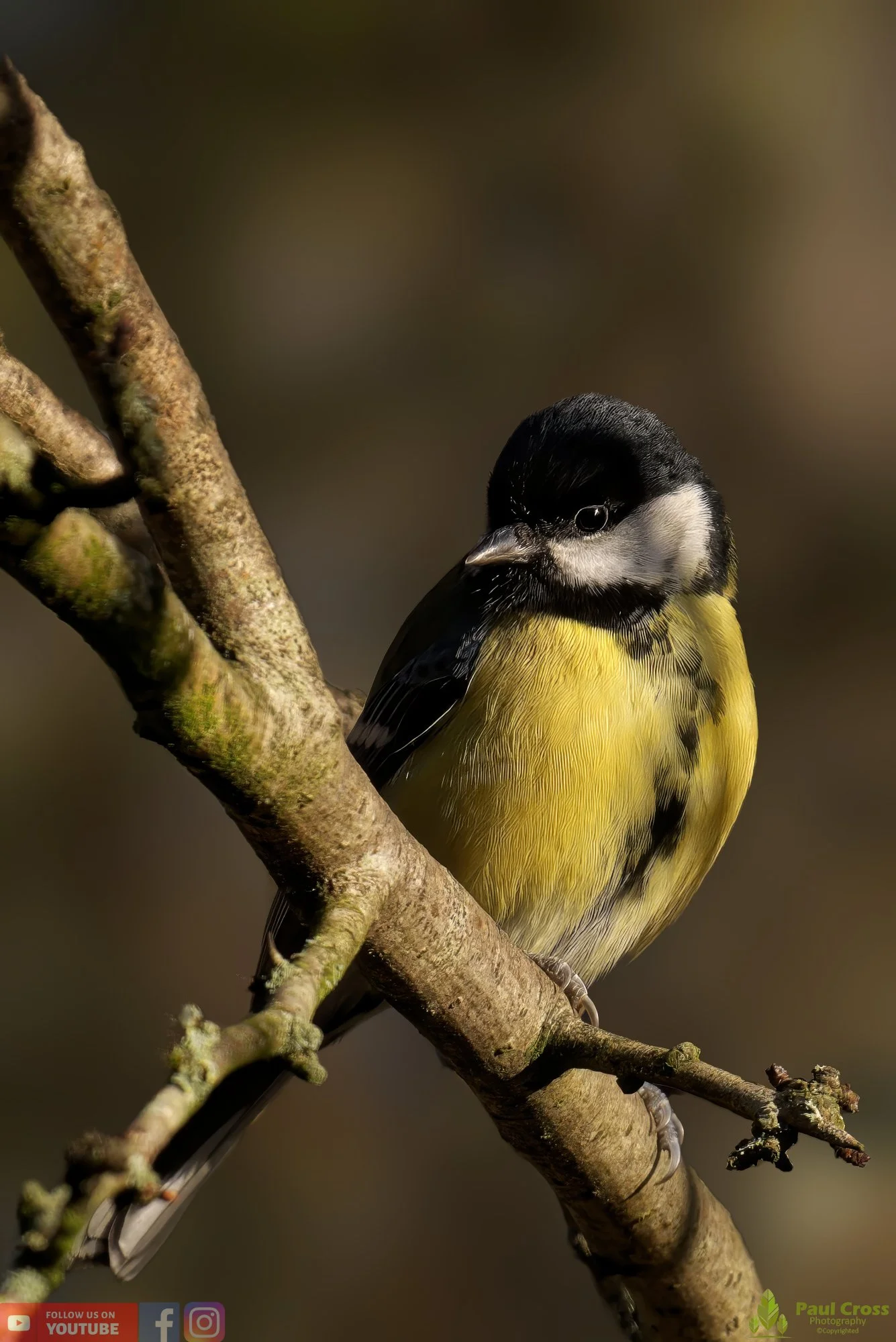Great Tit-00270.jpg