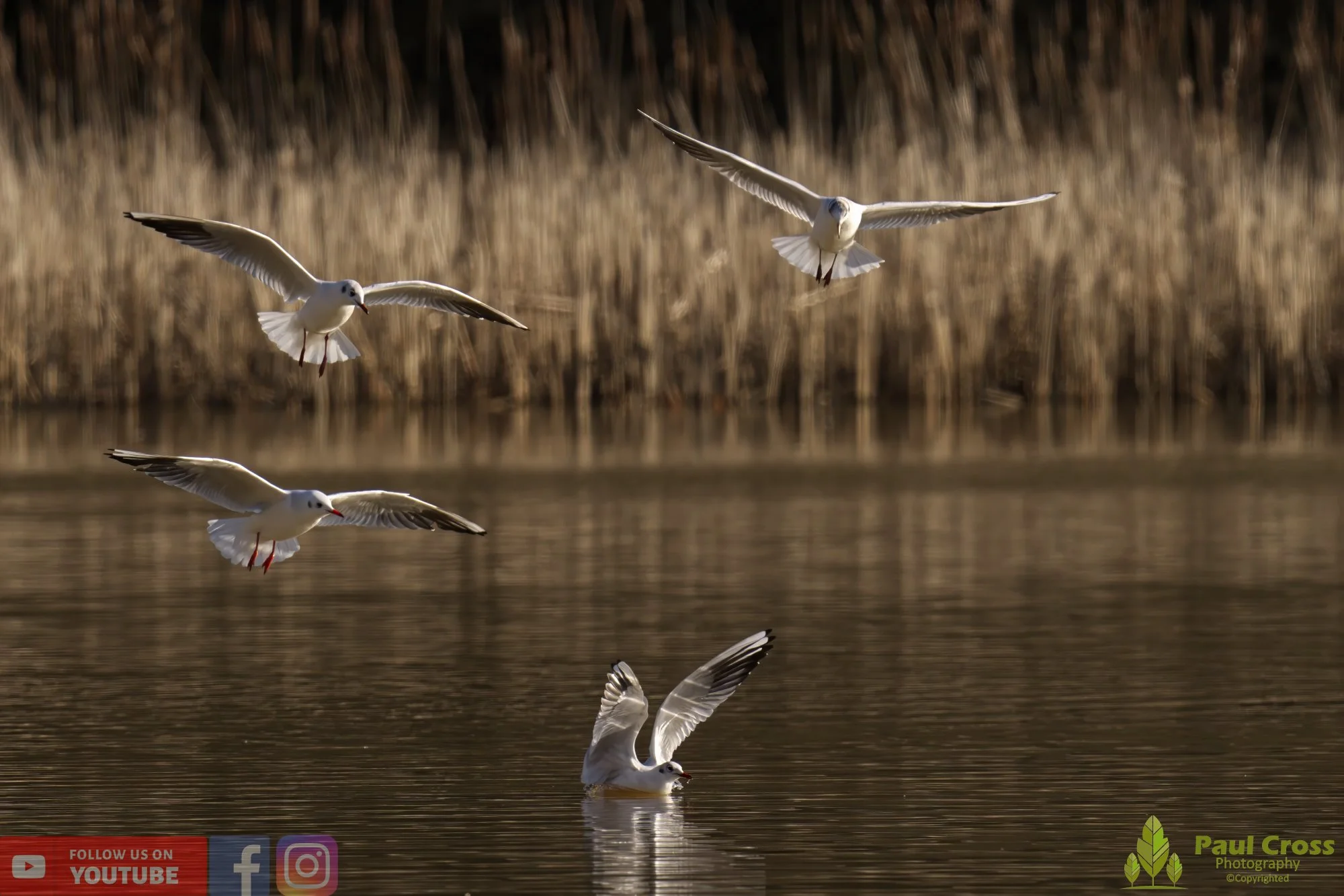 Black-Headed Gull-00515.jpg