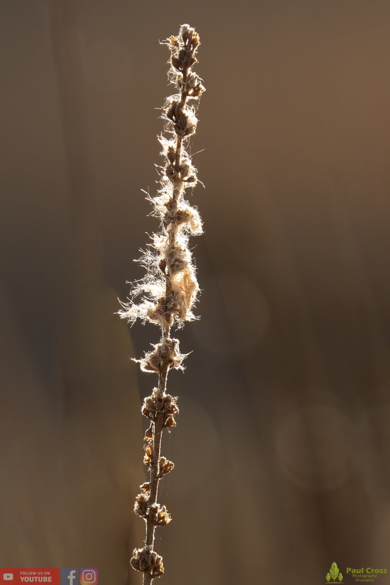 Bull Rush-00021.jpg